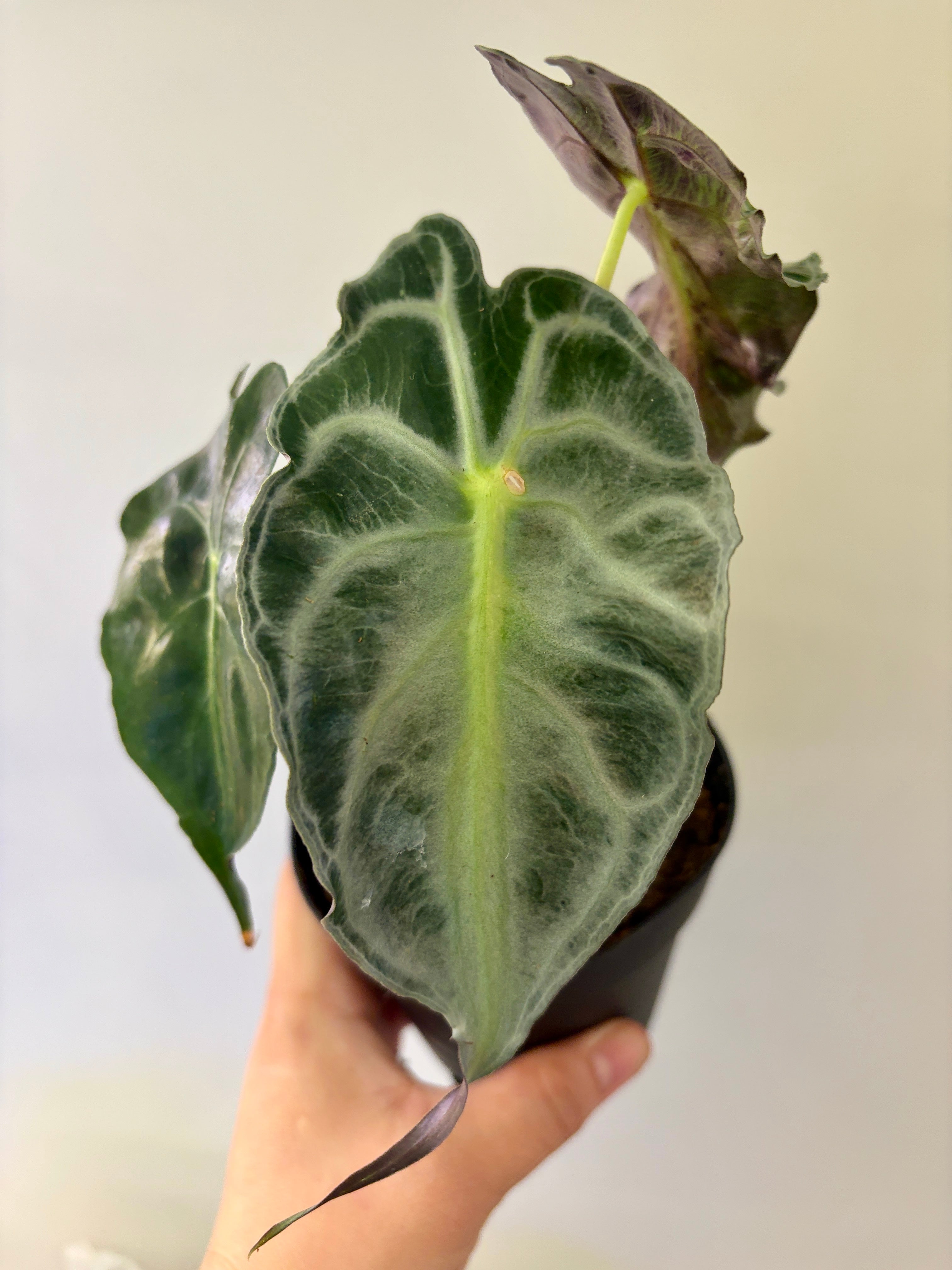 #3 Alocasia Venom in 4” nursery pot, multiple leaves, good size