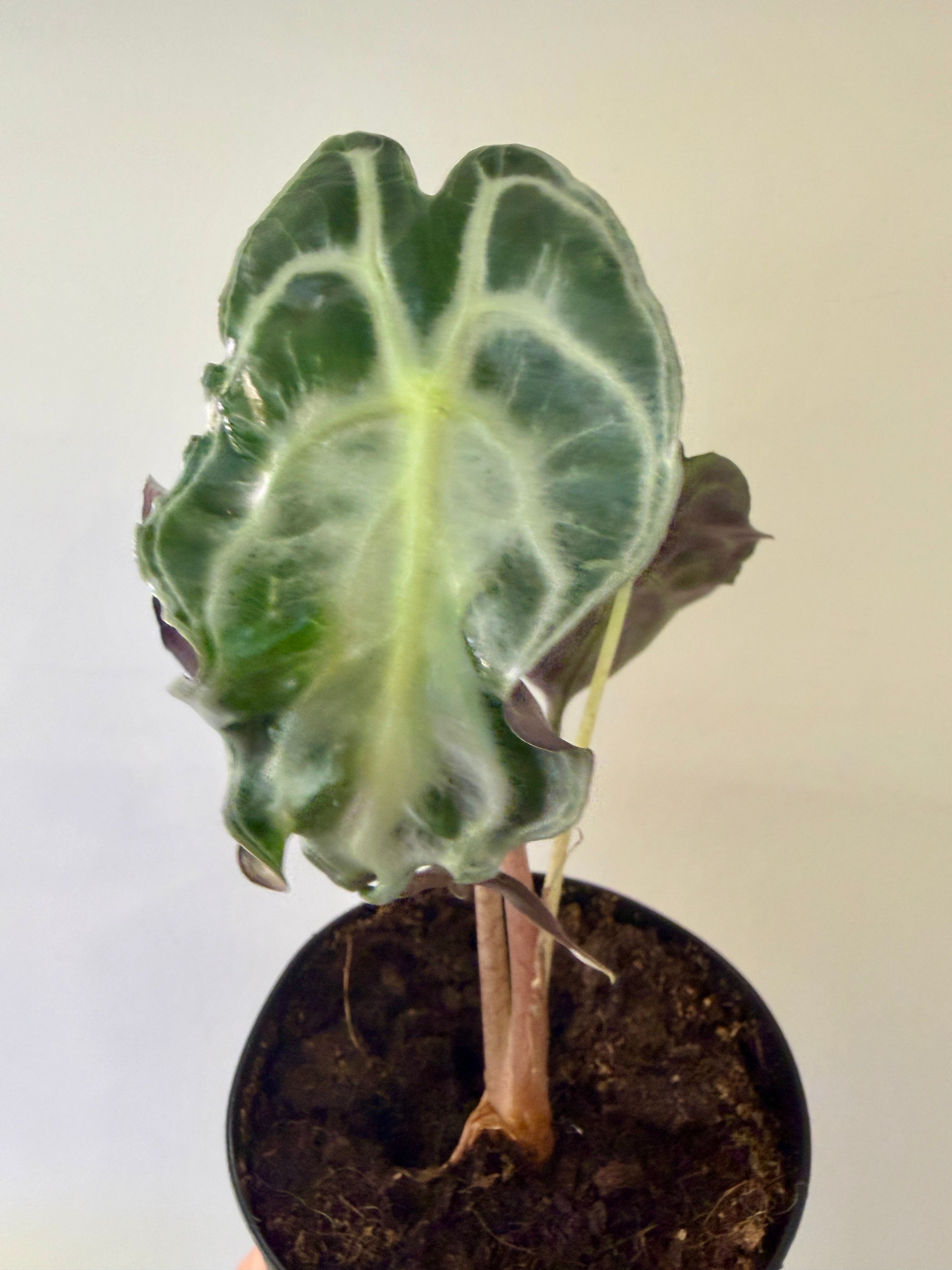 #3 Alocasia Venom in 4” nursery pot, multiple leaves, good size