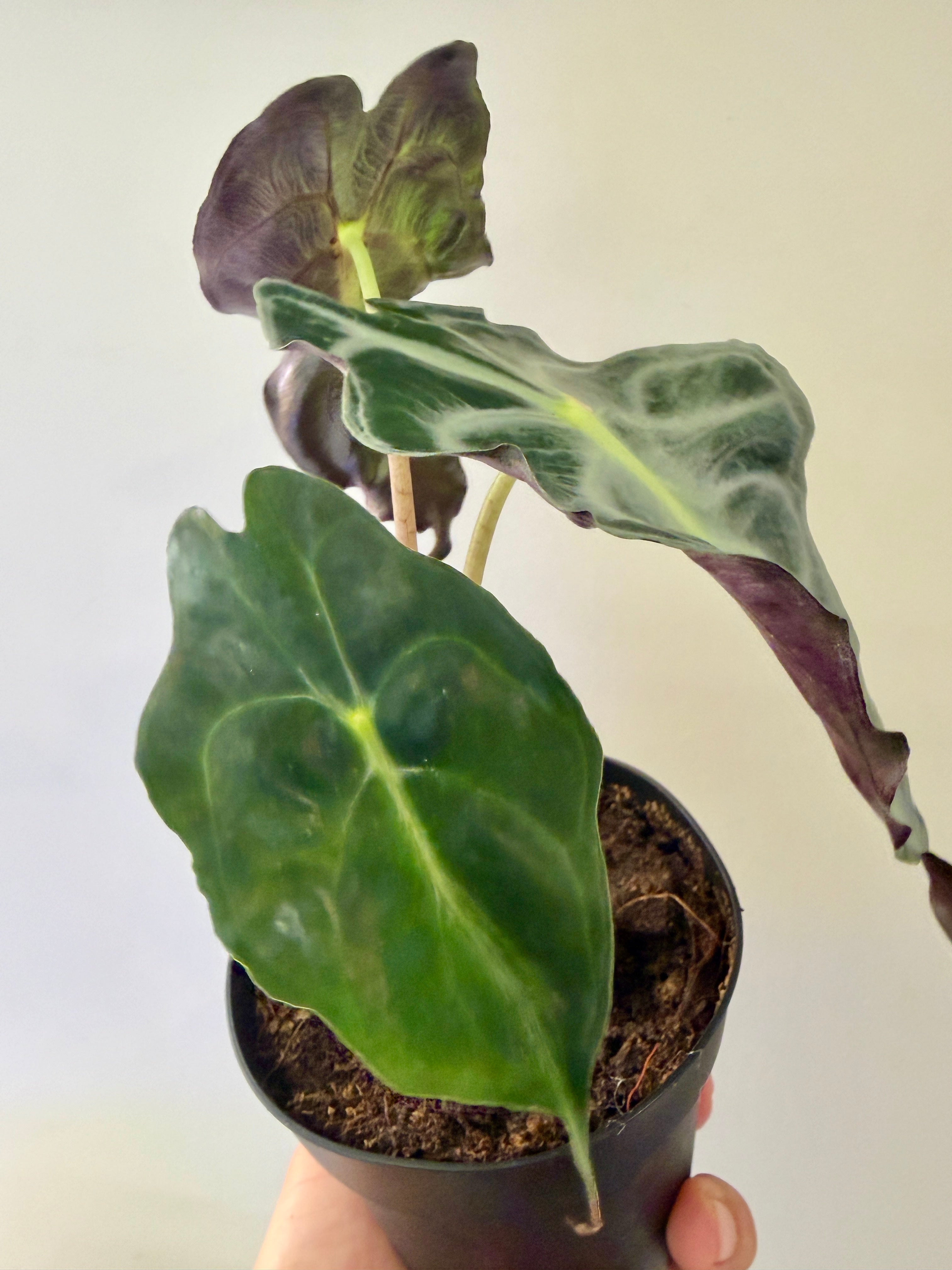 #3 Alocasia Venom in 4” nursery pot, multiple leaves, good size