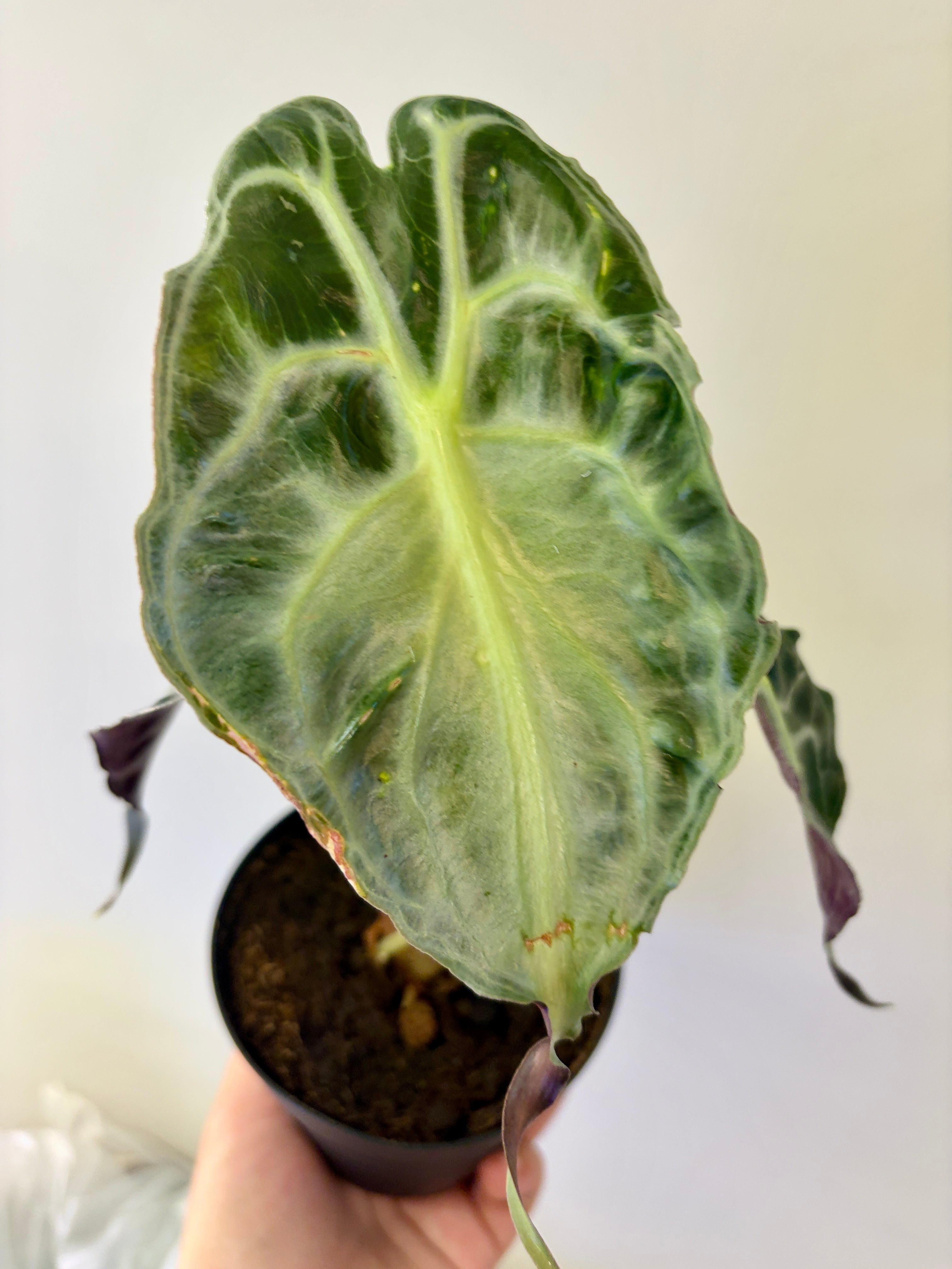 #5 Alocasia Venom in 4” nursery pot, multiple leaves, good size