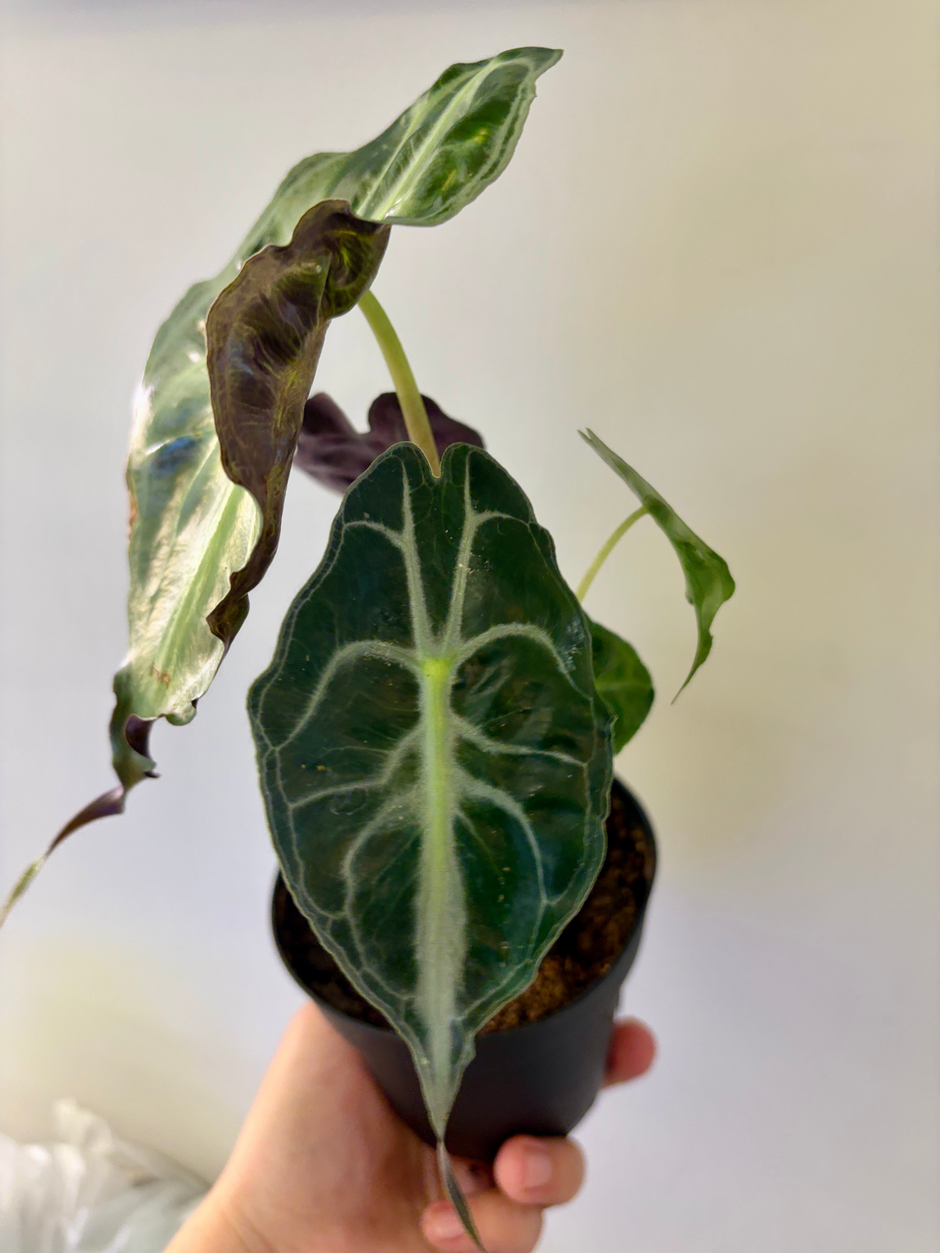 #5 Alocasia Venom in 4” nursery pot, multiple leaves, good size