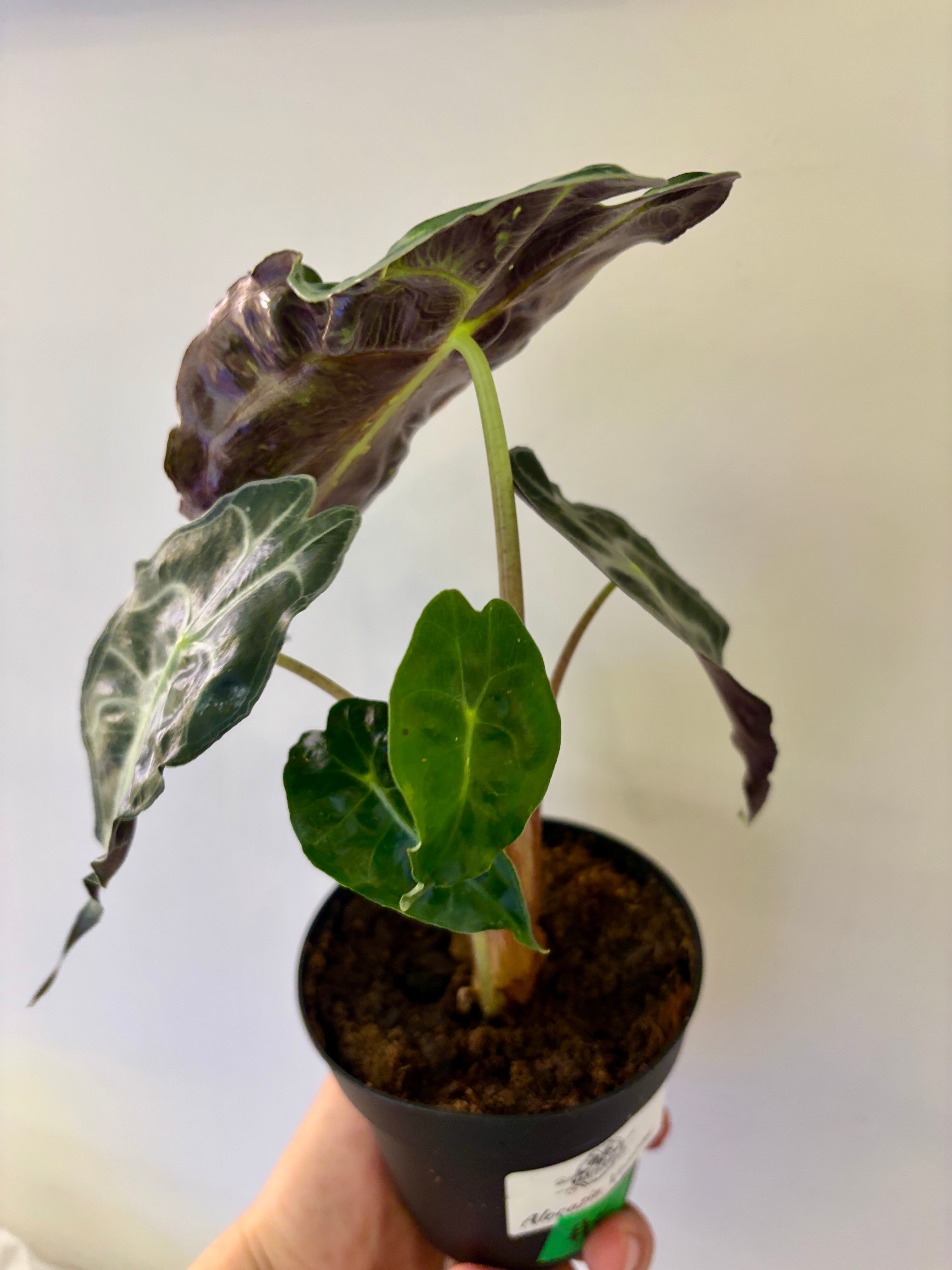 #5 Alocasia Venom in 4” nursery pot, multiple leaves, good size
