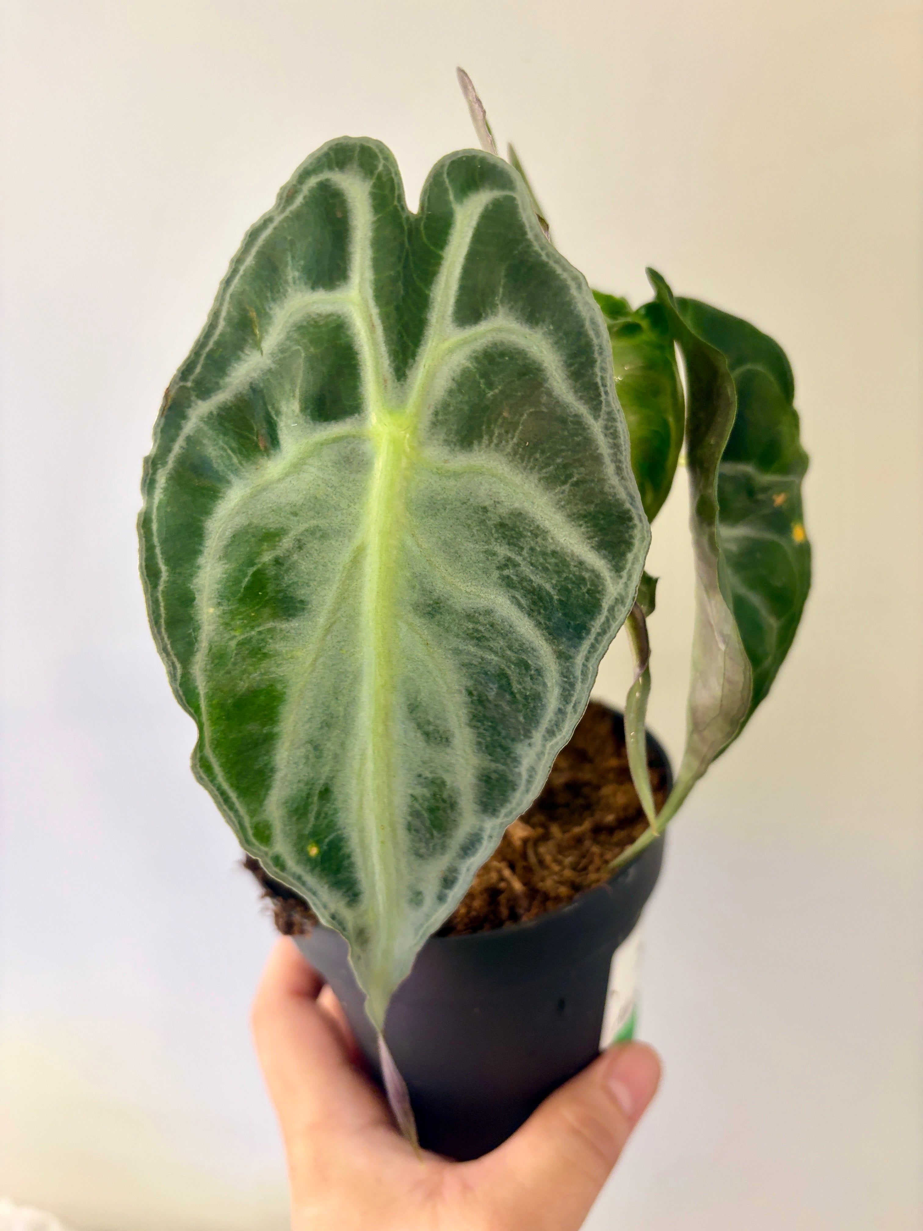 #7 Alocasia Venom in 4” nursery pot, multiple leaves, good size