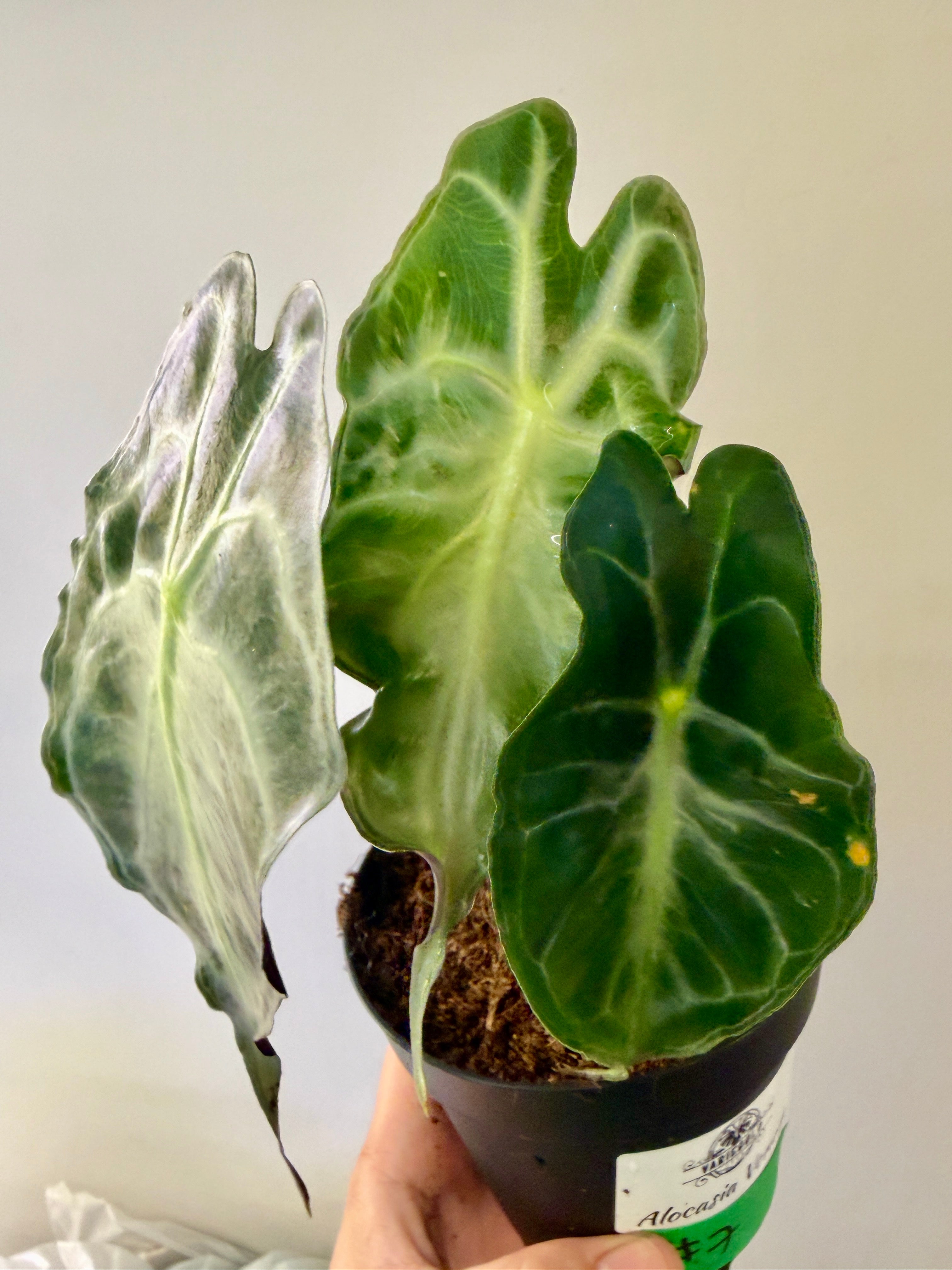 #7 Alocasia Venom in 4” nursery pot, multiple leaves, good size