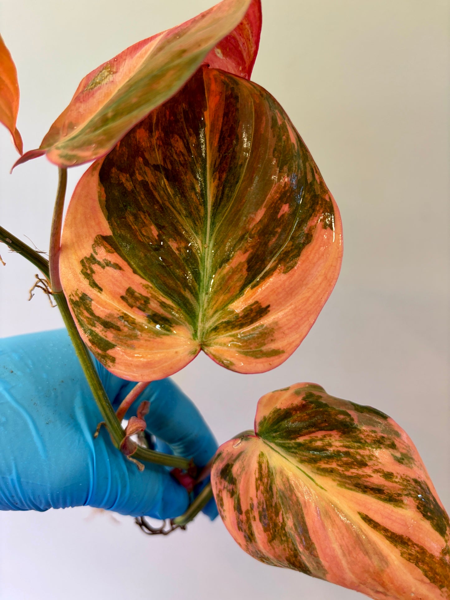 Philodendron Pink Micans