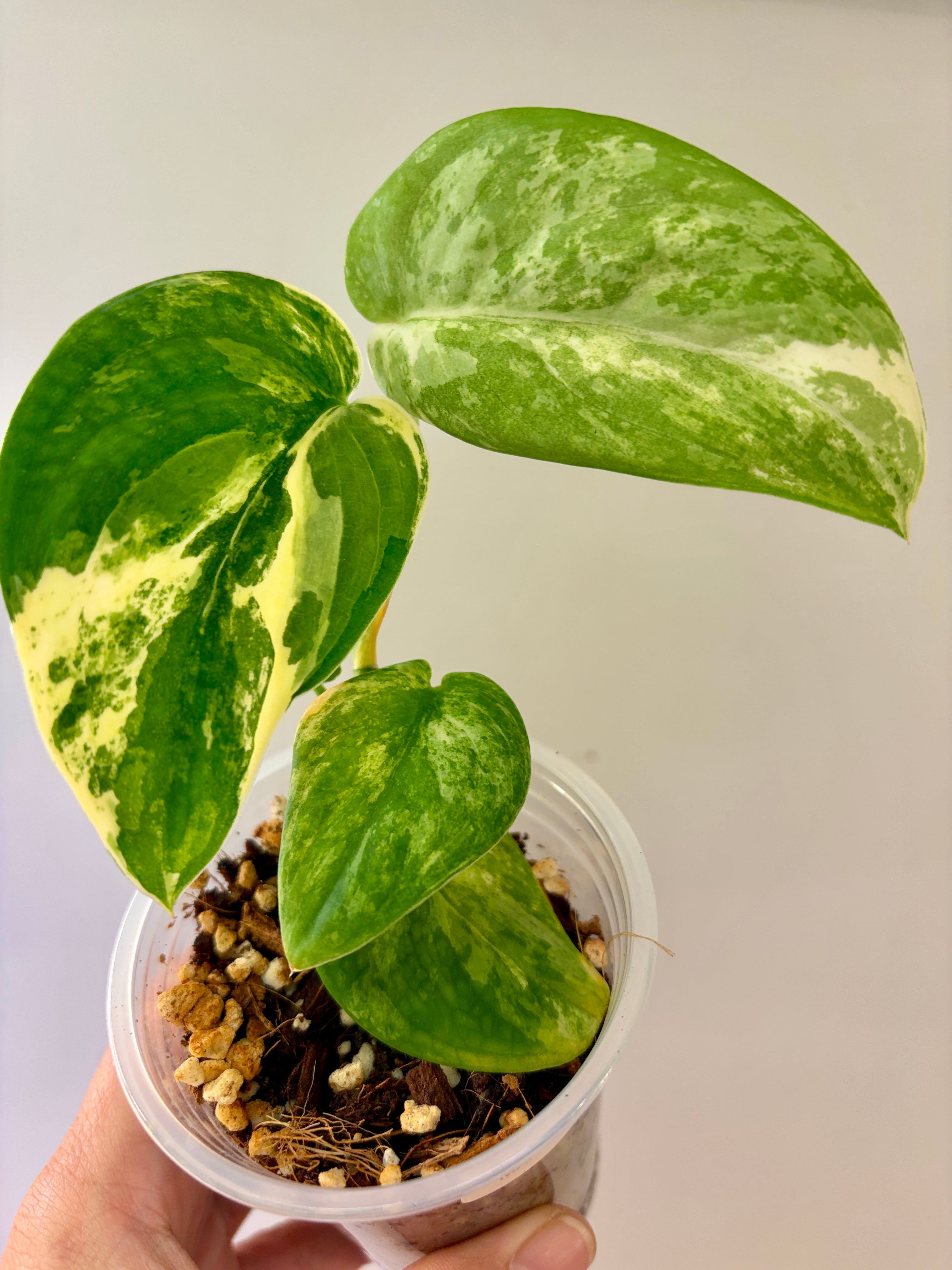 Scindapsus Mangurai #41