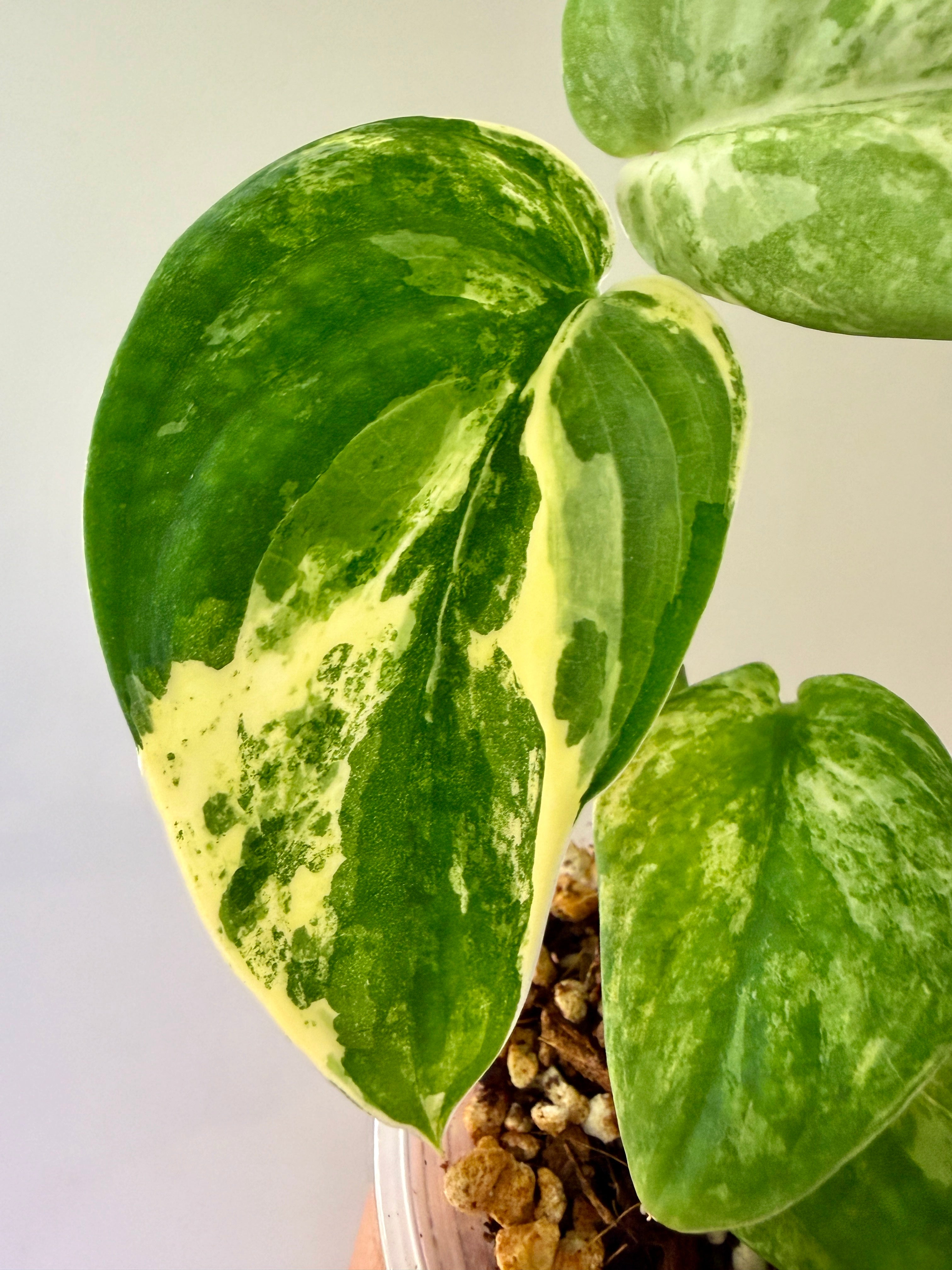 Scindapsus Mangurai #41