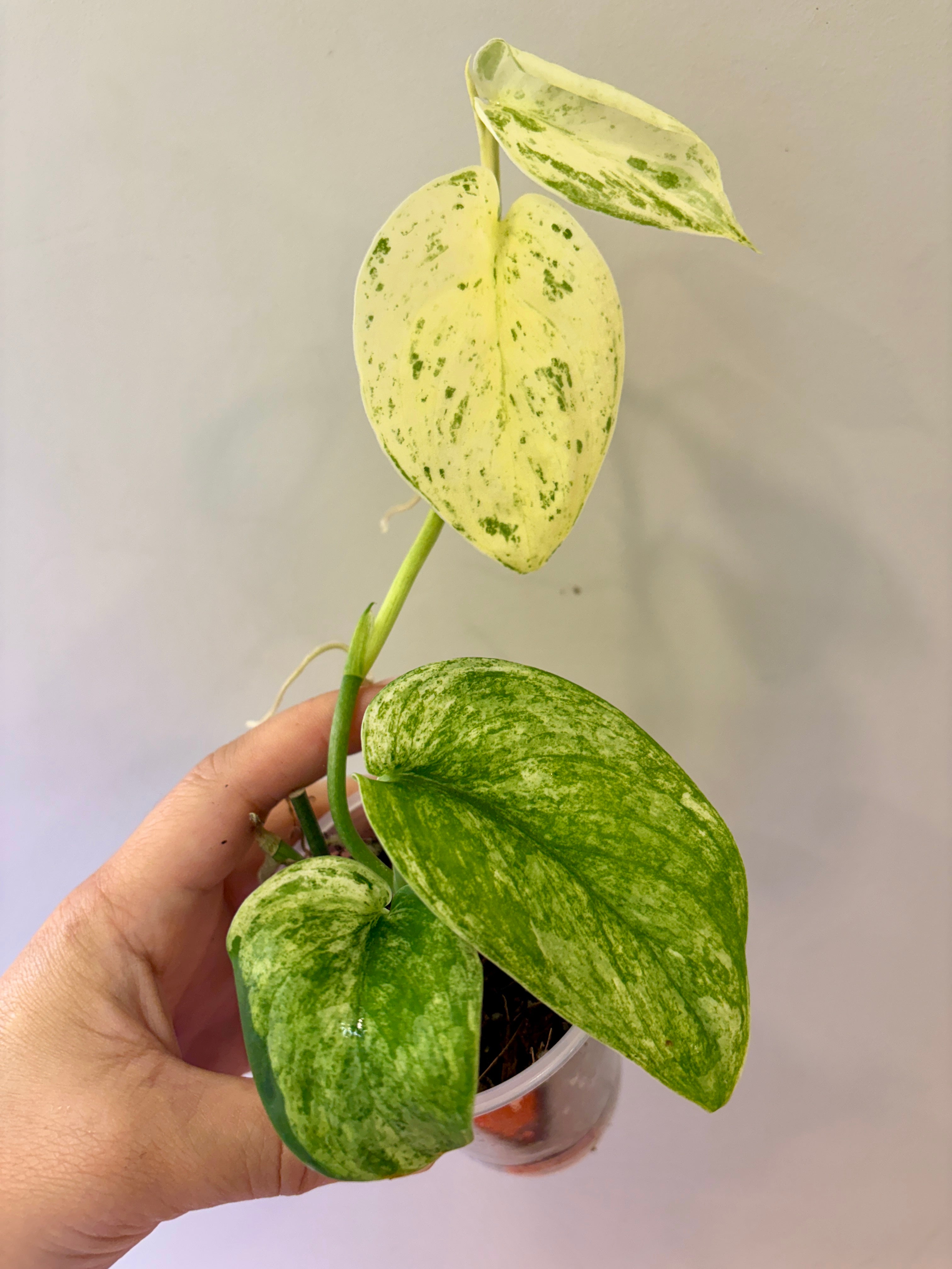 Scindapsus Creme Brulee #52