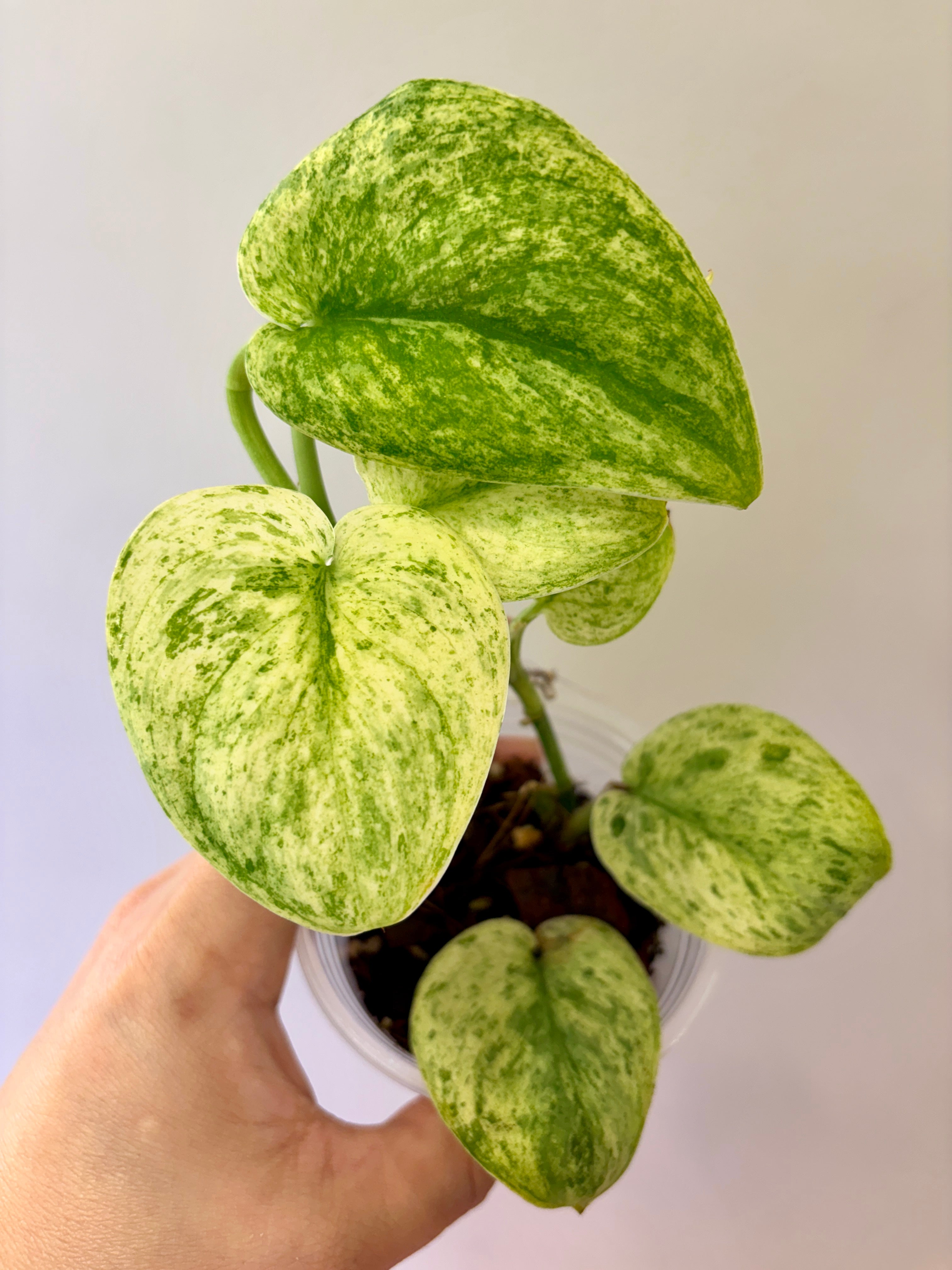 Scindapsus Creme Brulee #53