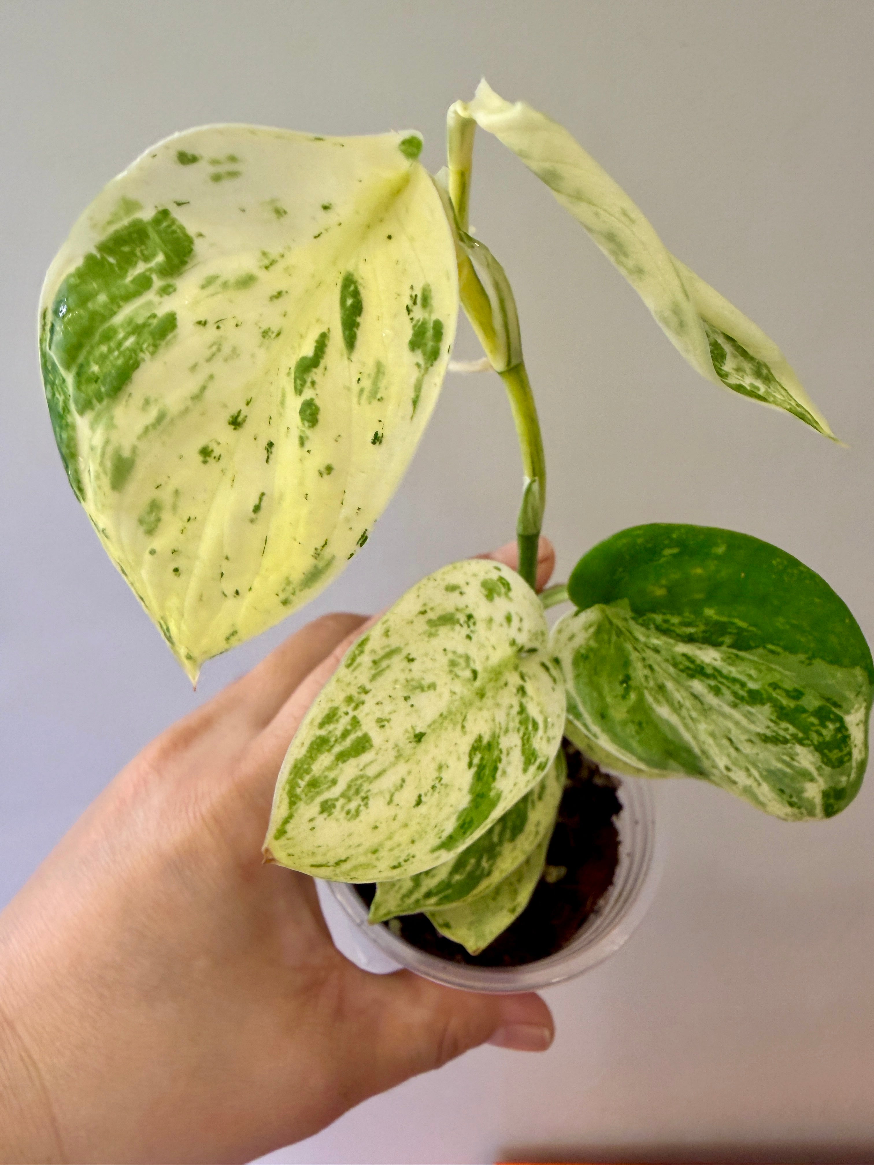 Scindapsus Creme Brulee #54