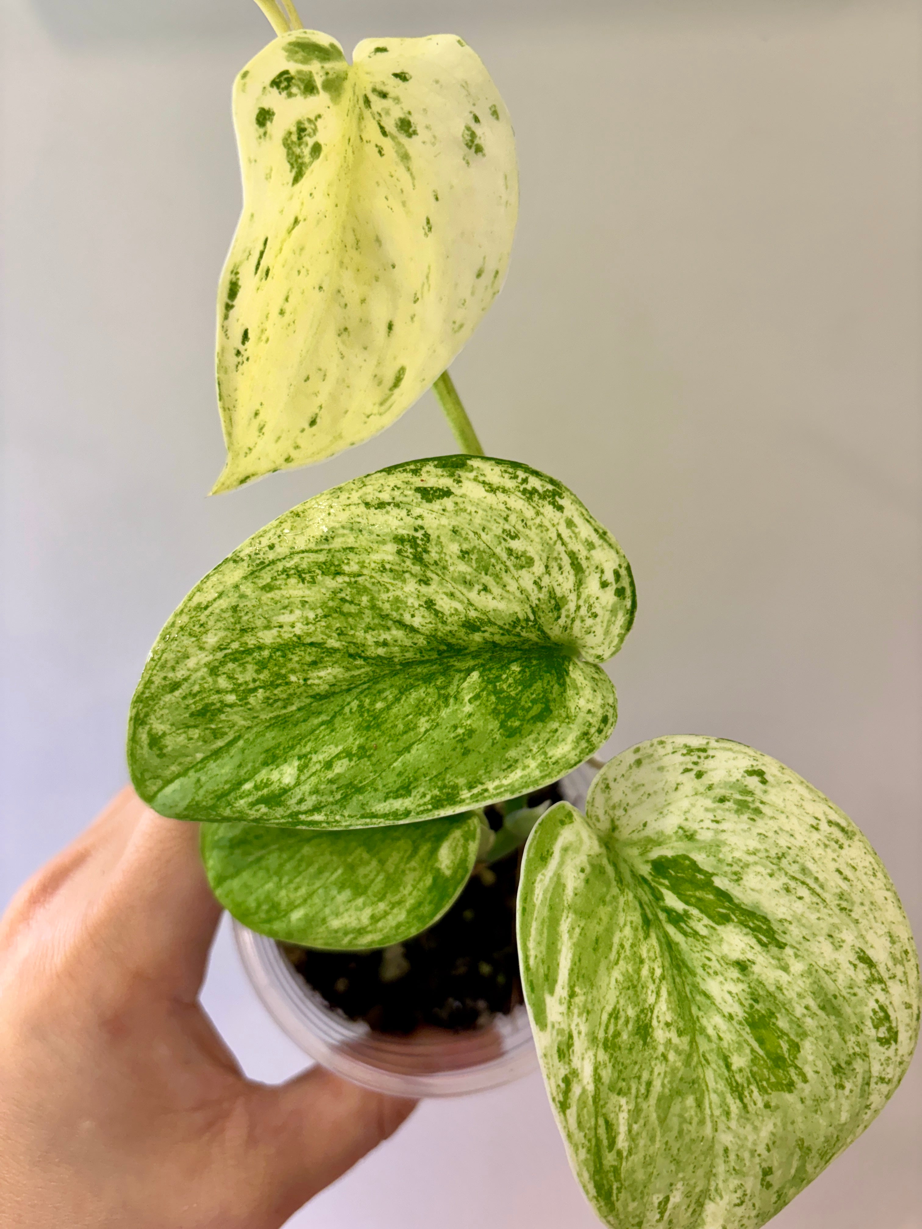 Scindapsus Creme Brulee #56