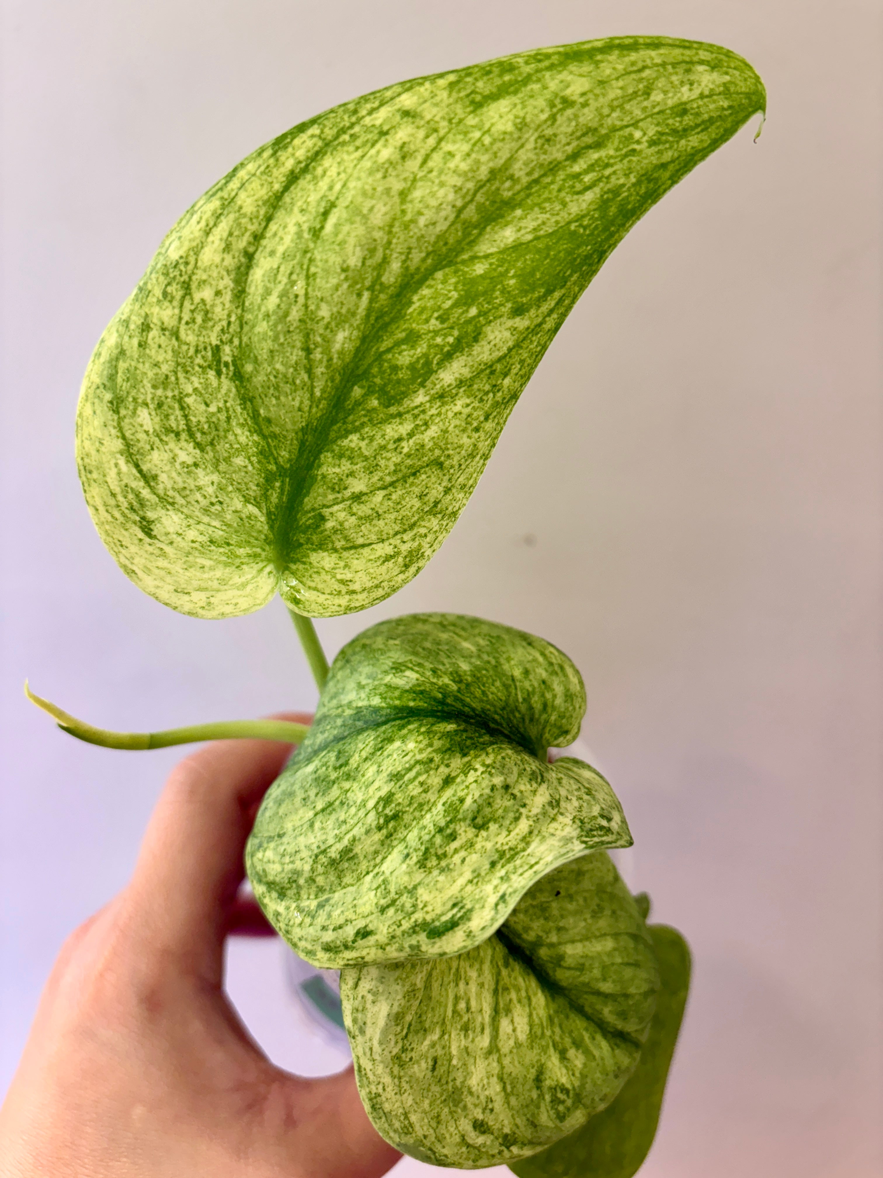 Scindapsus Creme Brulee #57