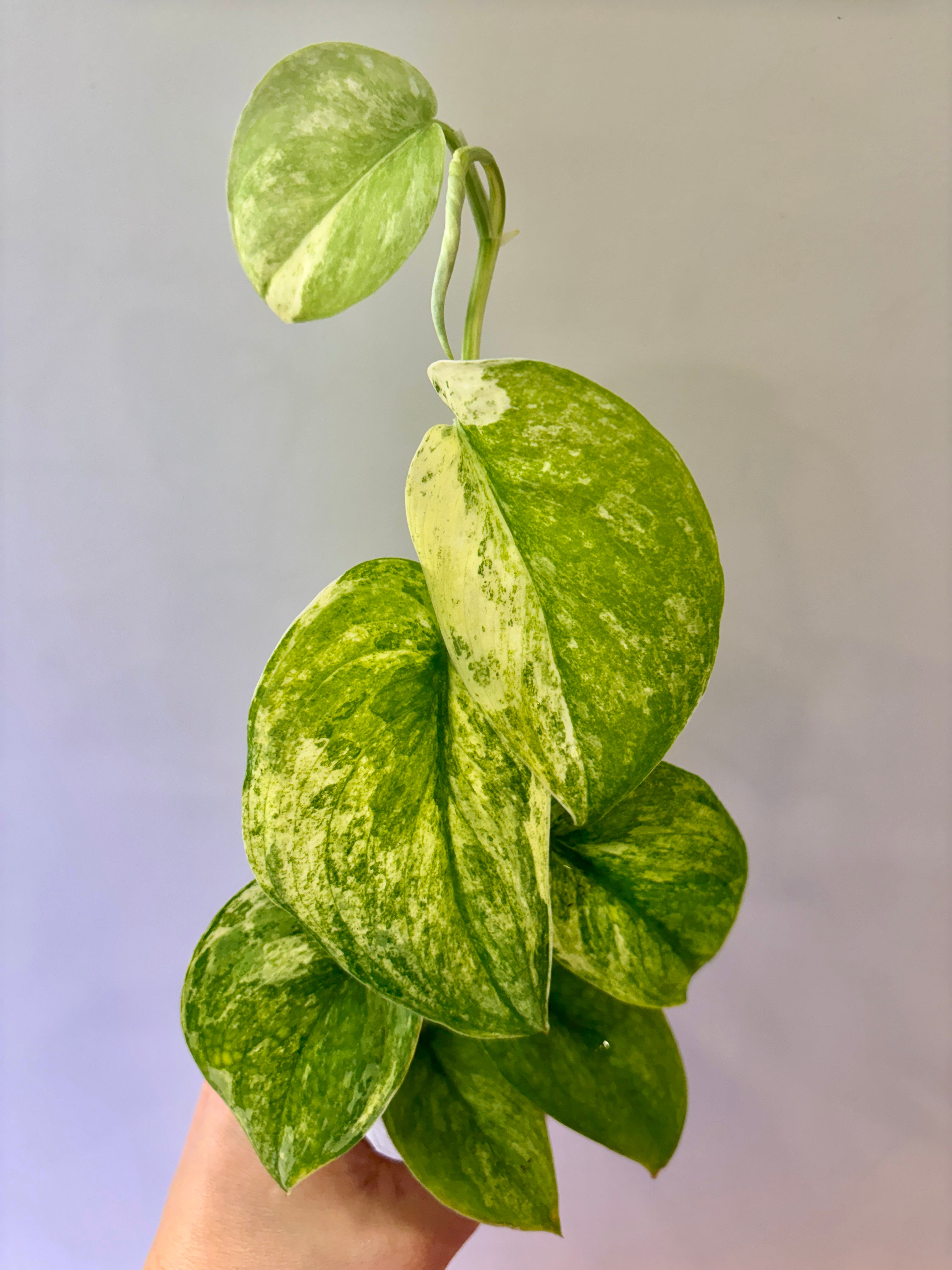 Scindapsus Creme Brulee #58