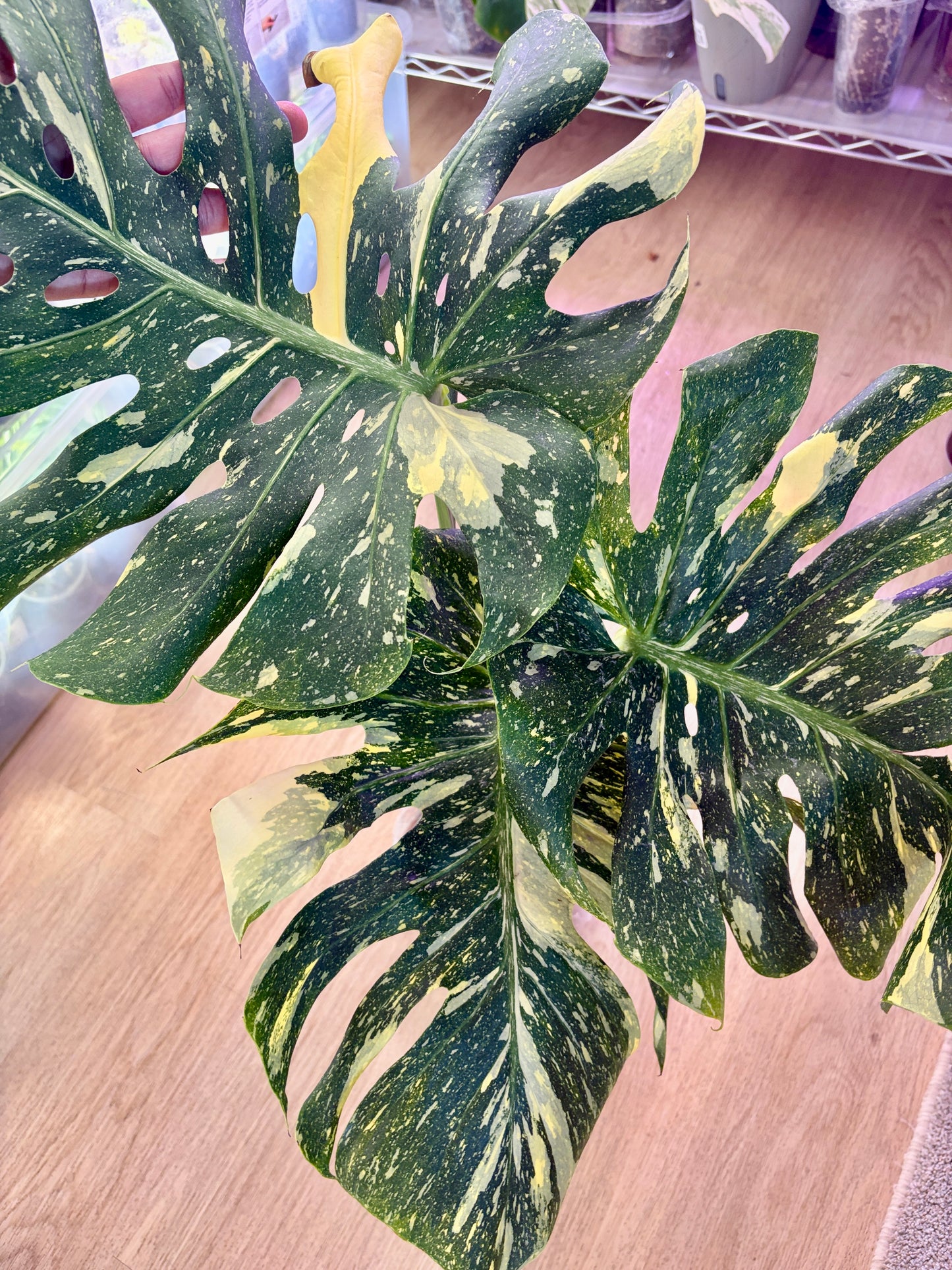 Monstera Starlight #2