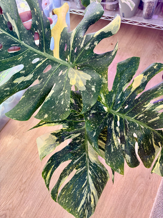 Monstera Starlight #2