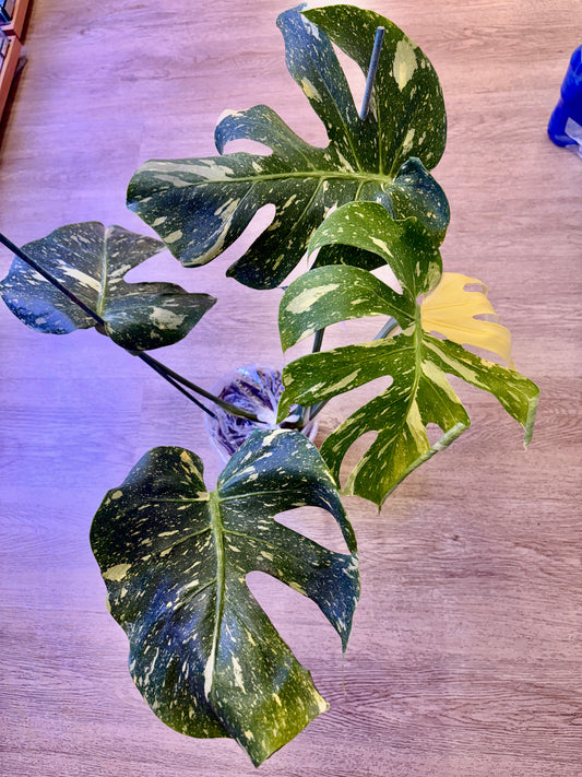 Monstera Starlight #4