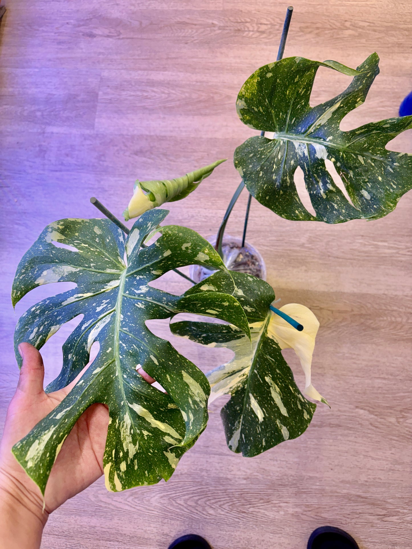 Monstera Starlight #3