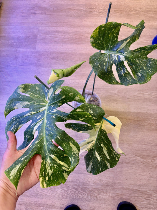 Monstera Starlight #3