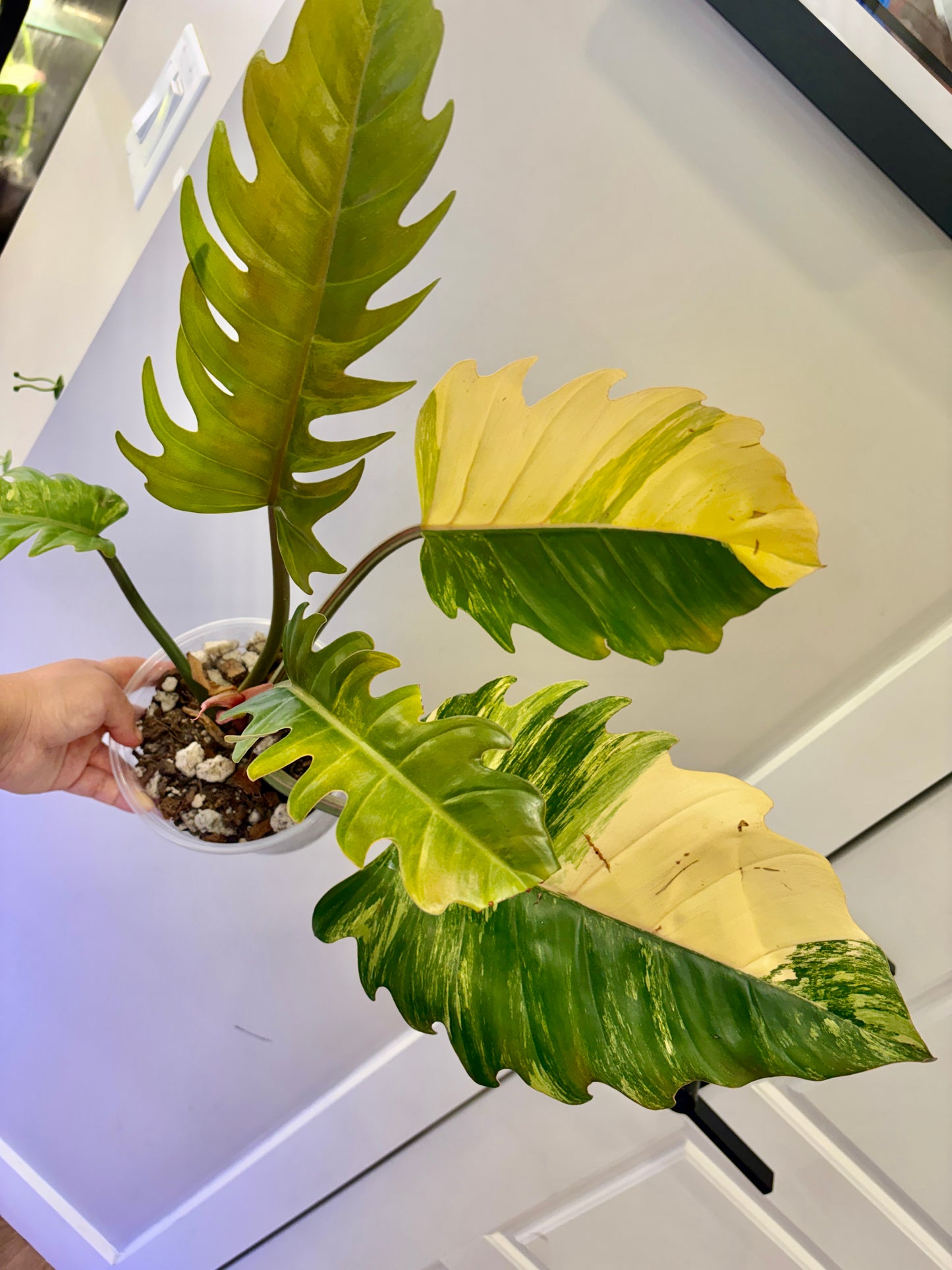 Philodendron Caramel Marble Variegated