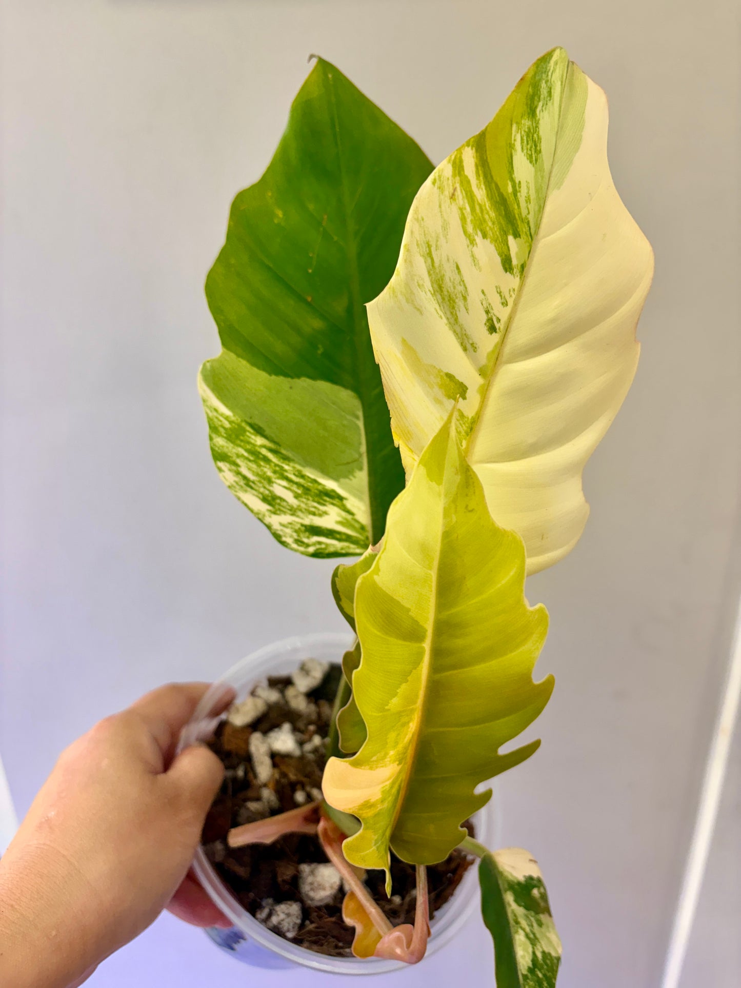 Philodendron Caramel Marble Variegated