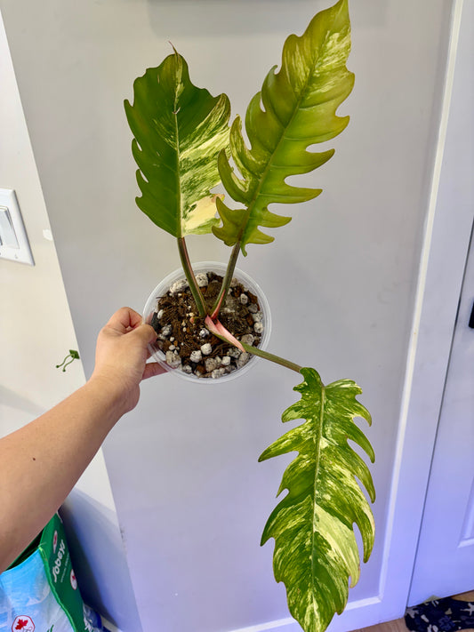 Philodendron Caramel Marble Variegated
