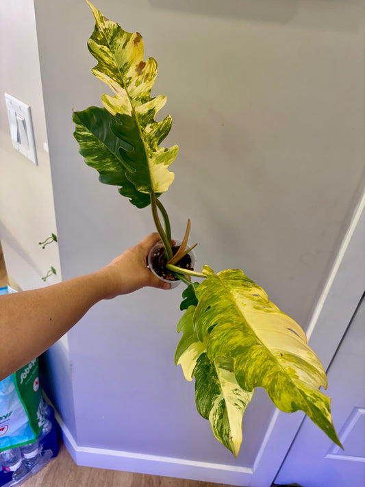 Philodendron Caramel Marble Variegated