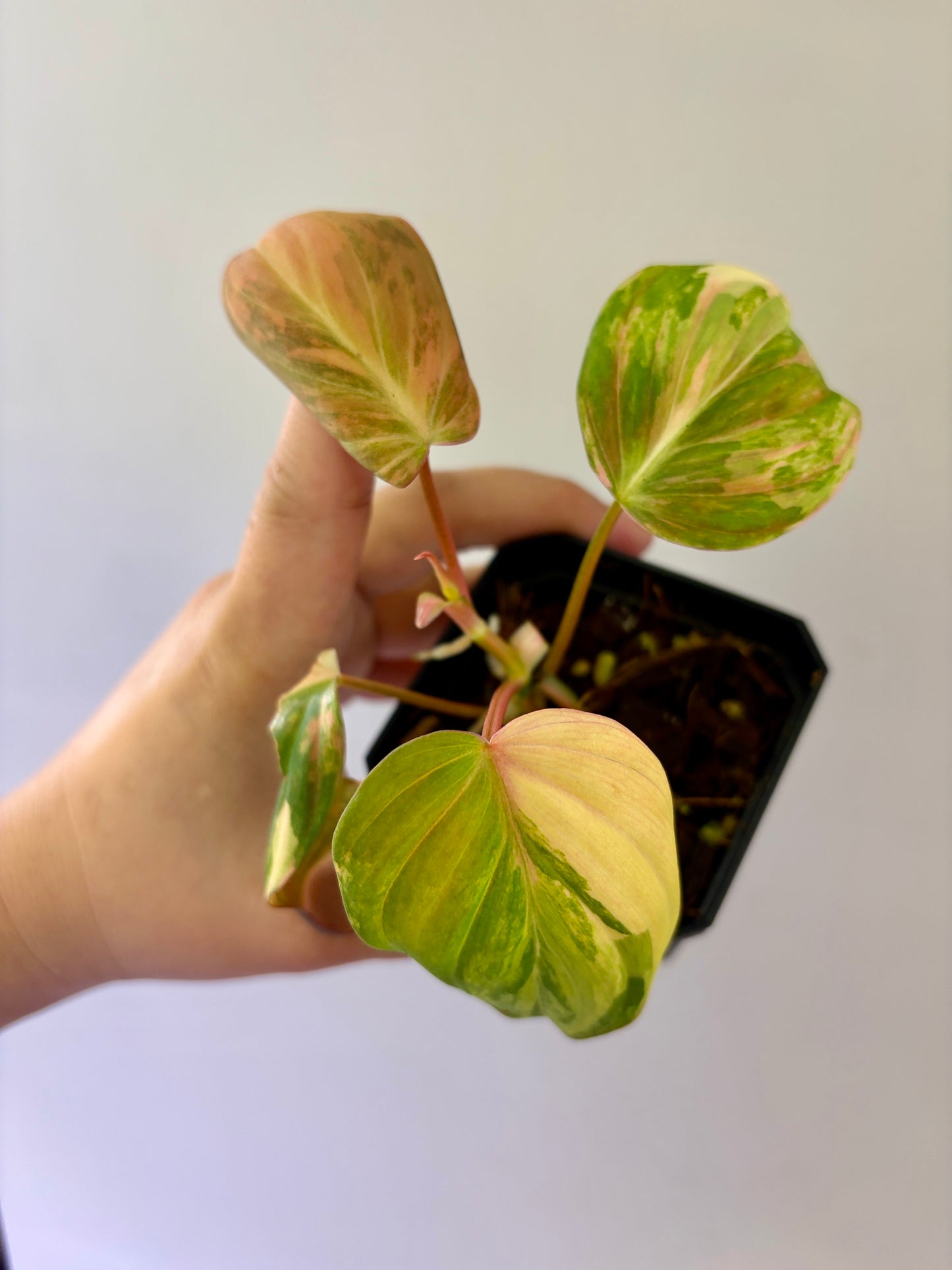 Philodendron Pink Mican #2