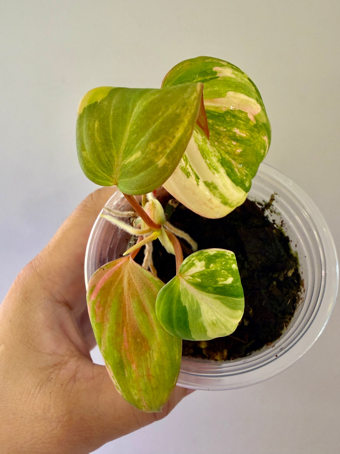 Philodendron Pink Mican #4