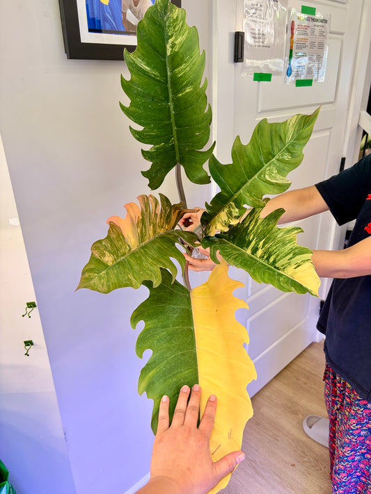 Philodendron Caramel Marble Variegated XXL size