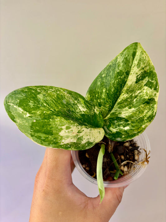 Scindapsus Spearmint - A3