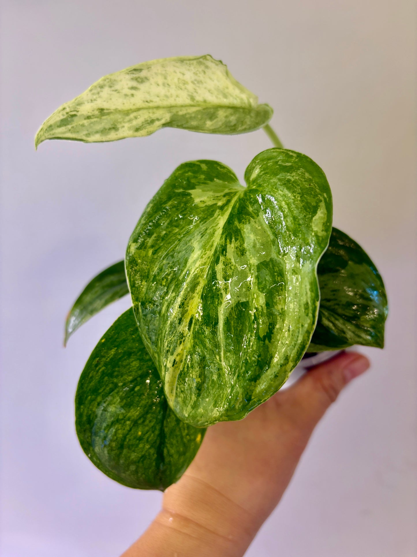 Scindapsus Parahyangan Aurea - A16