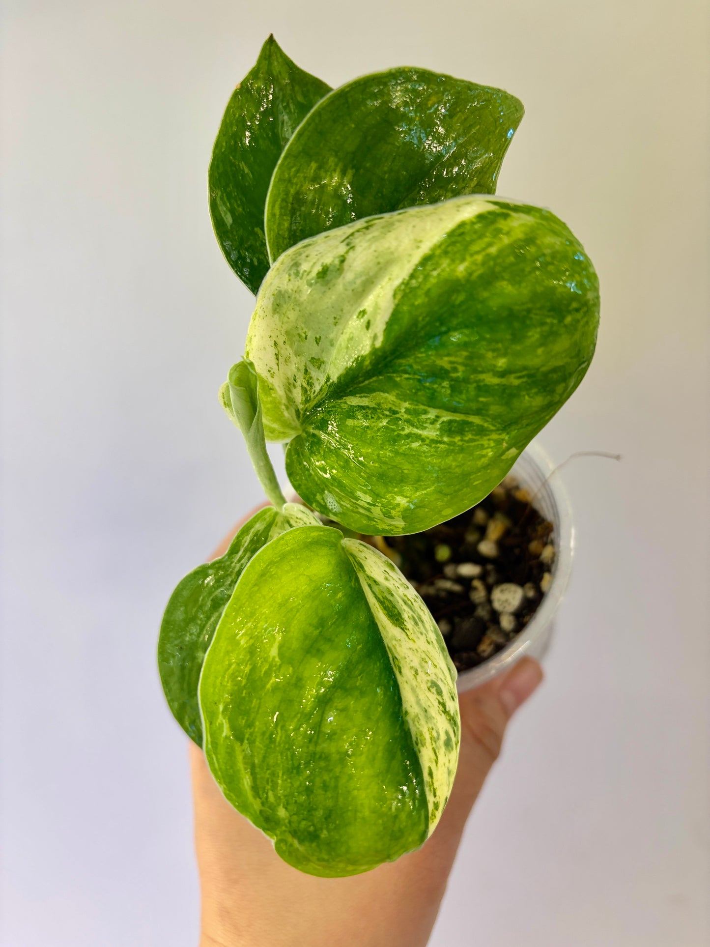 Scindapsus Parahyangan Aurea - A17
