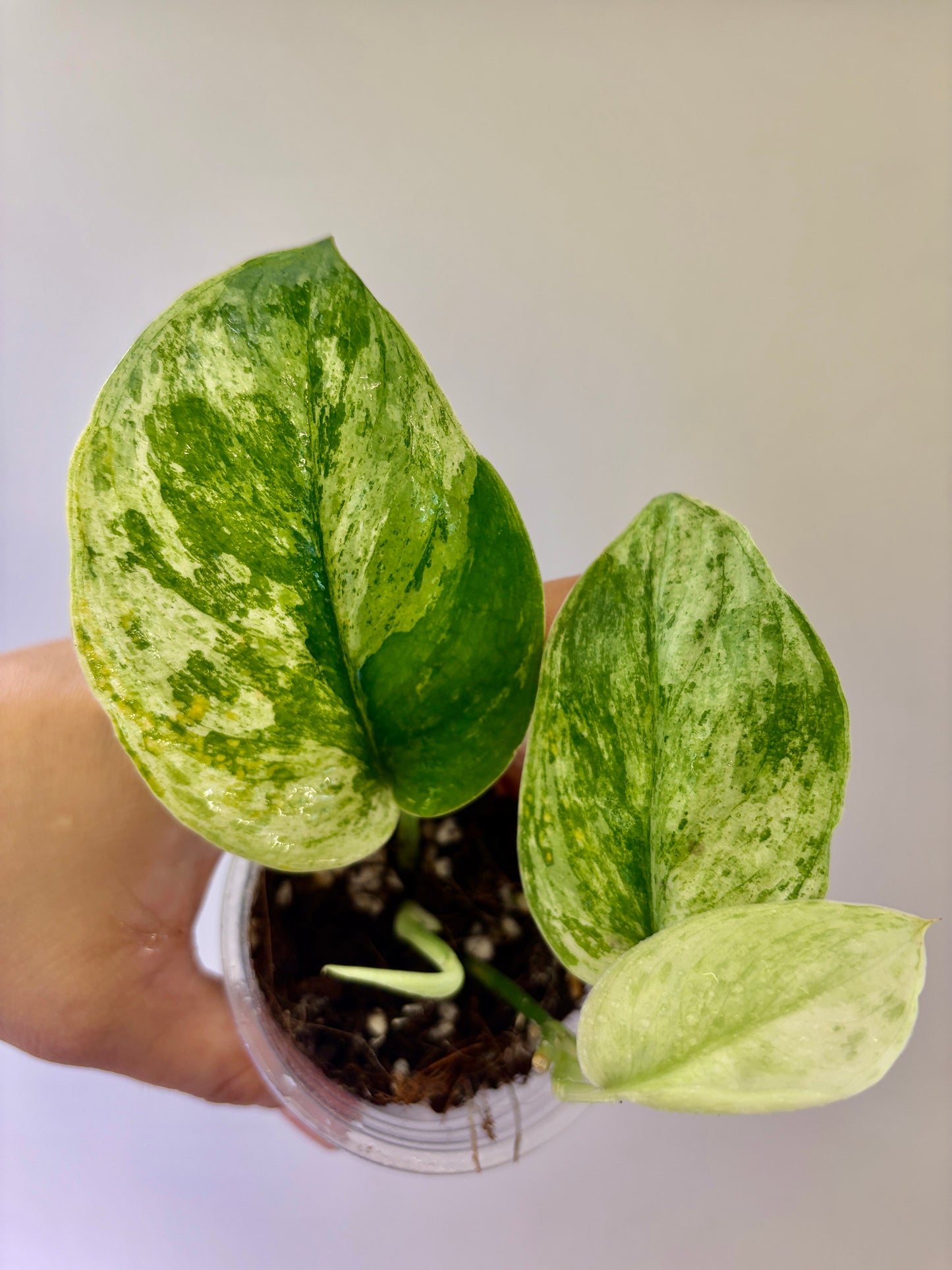 Scindapsus Parahyangan Aurea - A18