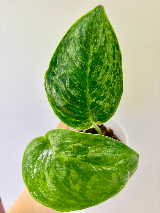 Scindapsus Green Emerald - A20