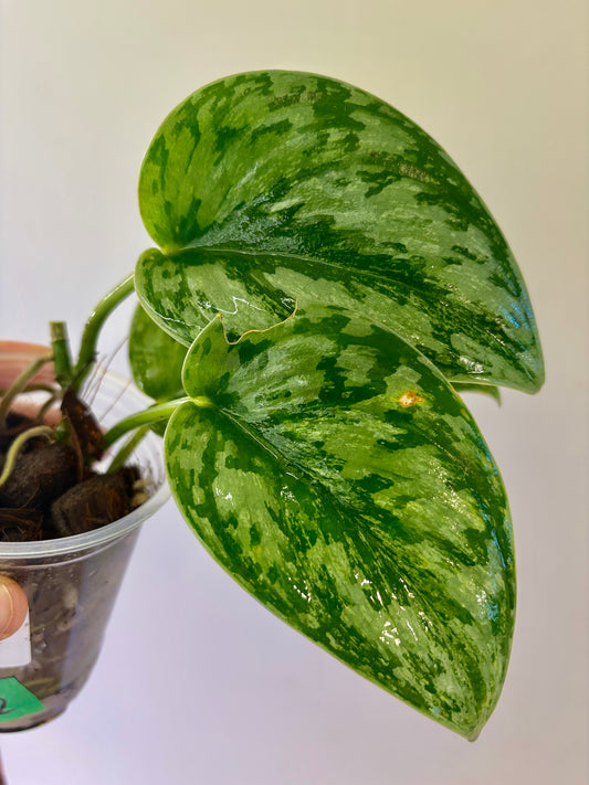 Scindapsus Hologram - A22