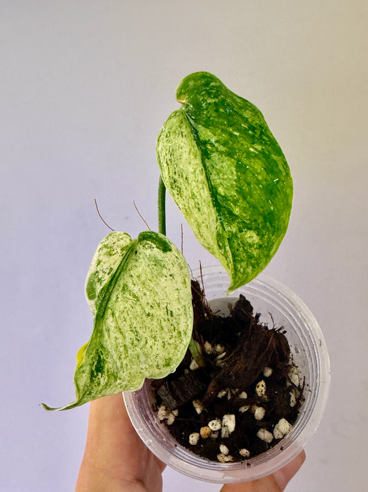 Scindapsus Parahyangan Aurea - A23