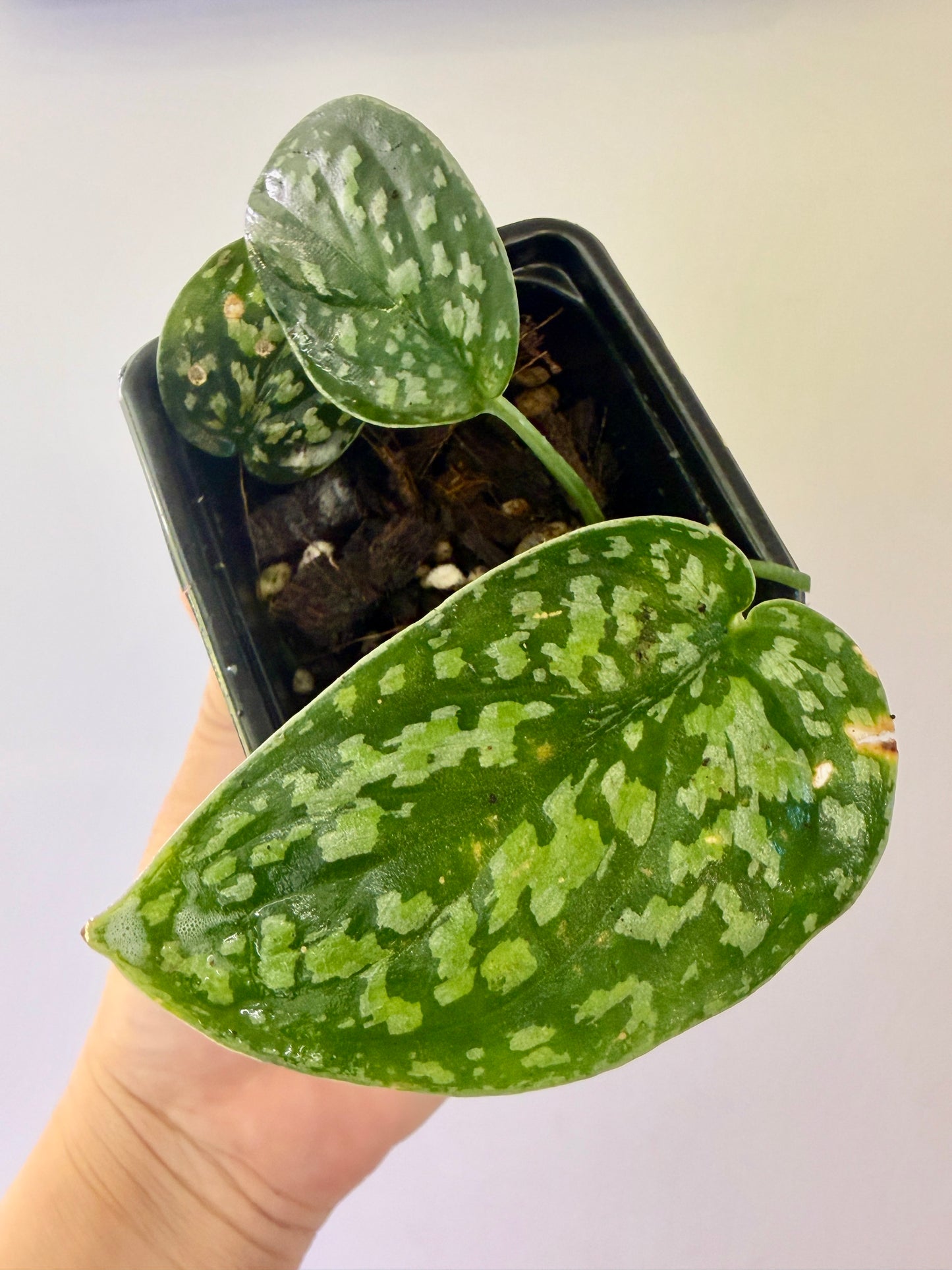 Scindapsus Dark Argyreus Tricolor-A29