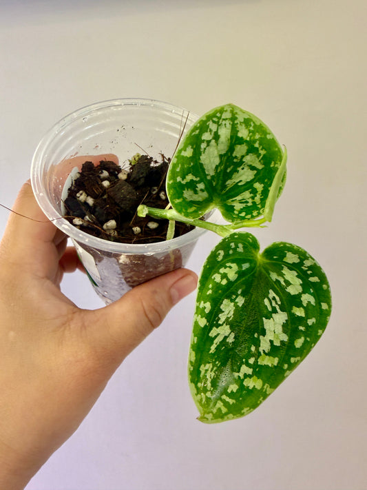 Scindapsus Argyreus Tricolor Dark Form - A30
