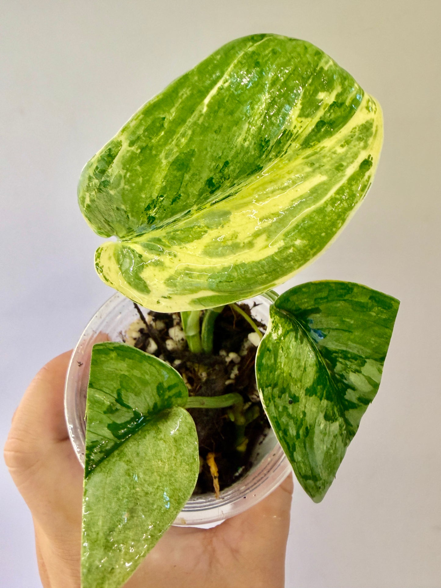 Scindapsus Nirmala -A40