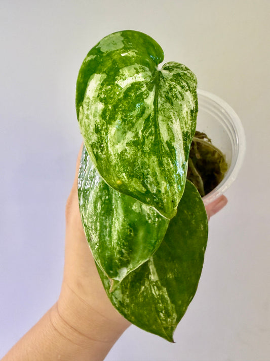 A47 - Scindapsus Jade Satin Tricolor