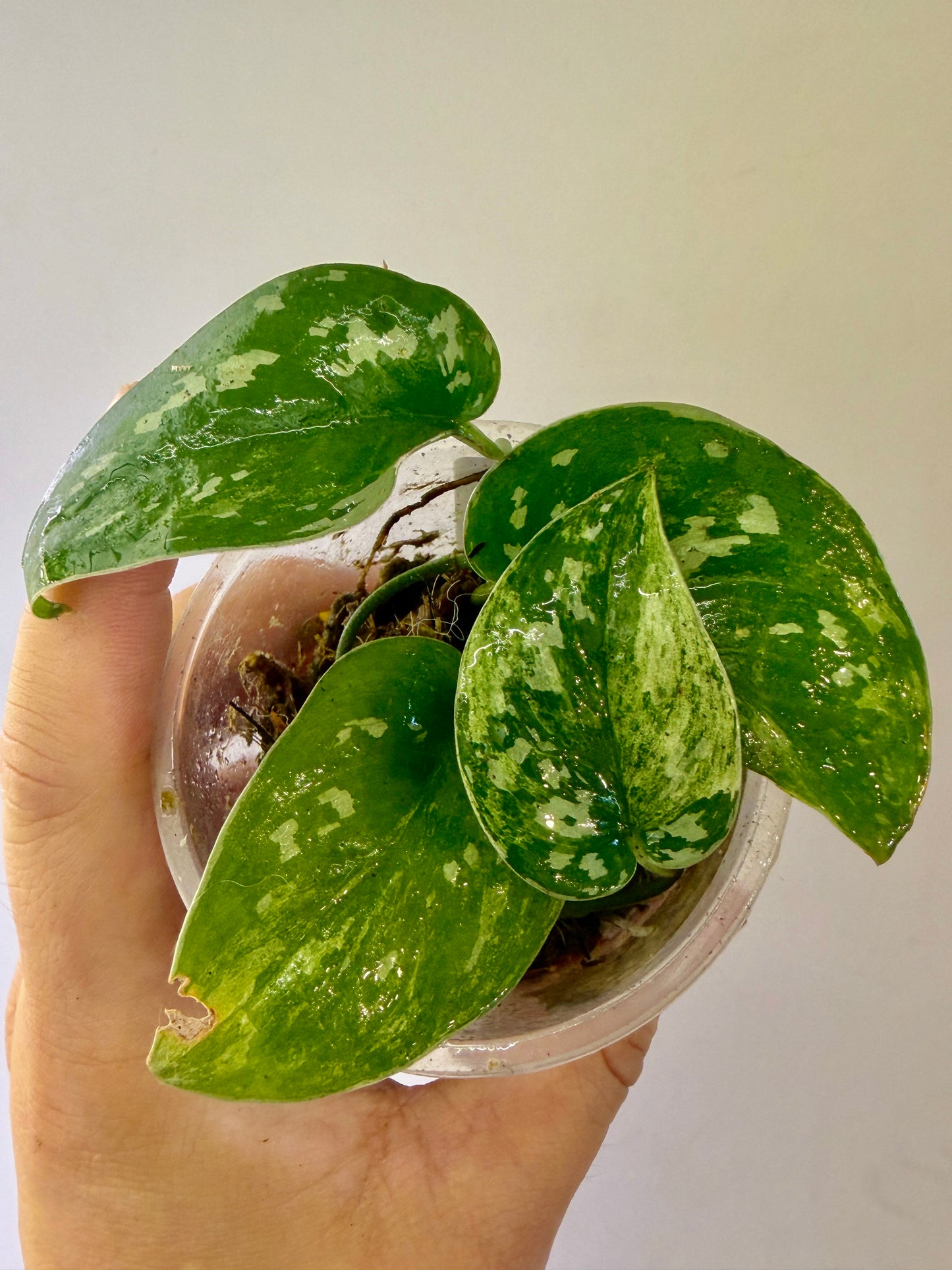 A48- Scindapsus Permata