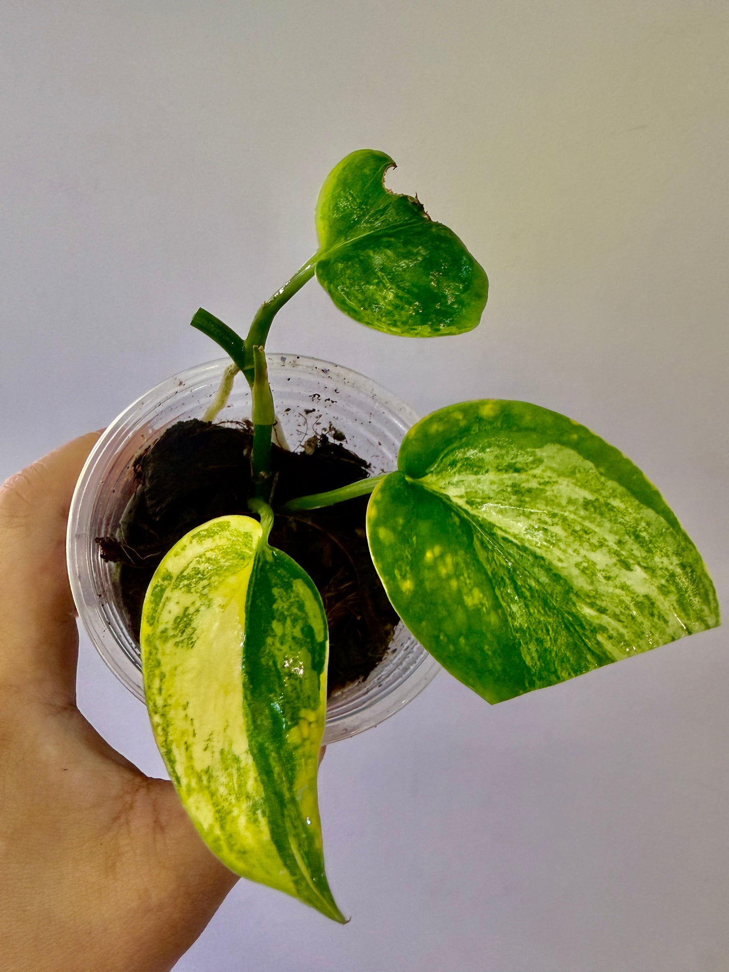 A50 - Scindapsus Aurelia