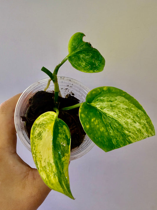 A50 - Scindapsus Aurelia