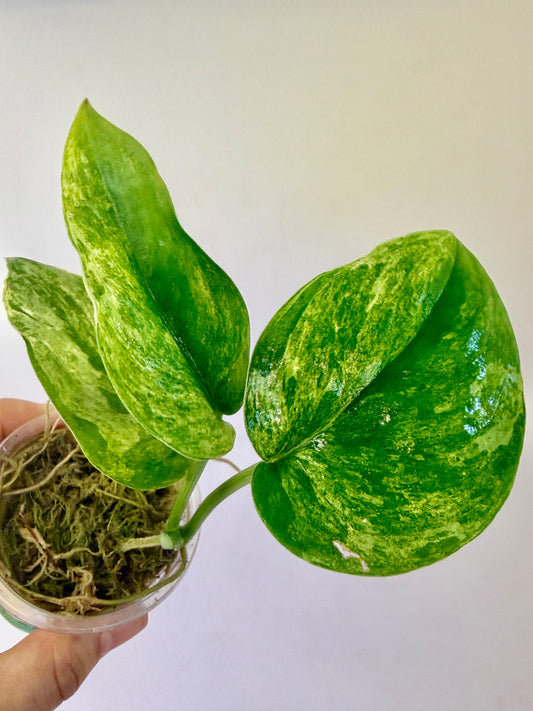 A51 - Scindapsus Rangkas