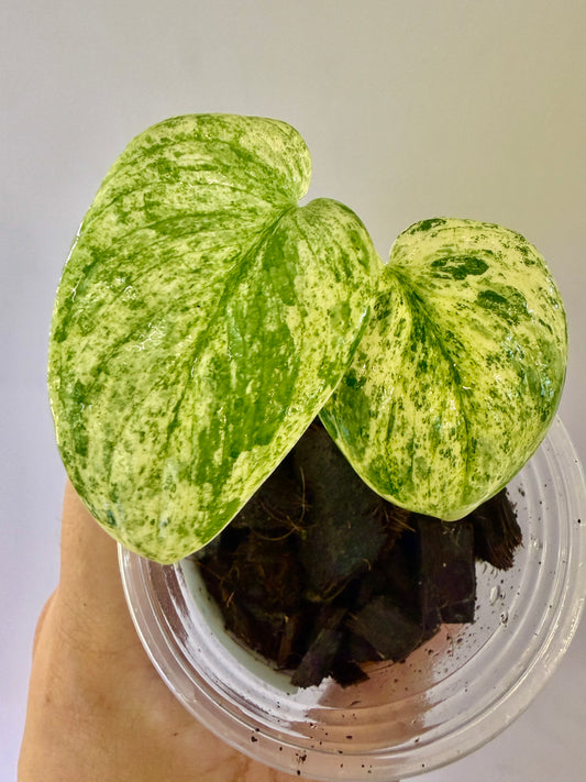 A56 - Scindapsus Silver Splash Tricolor
