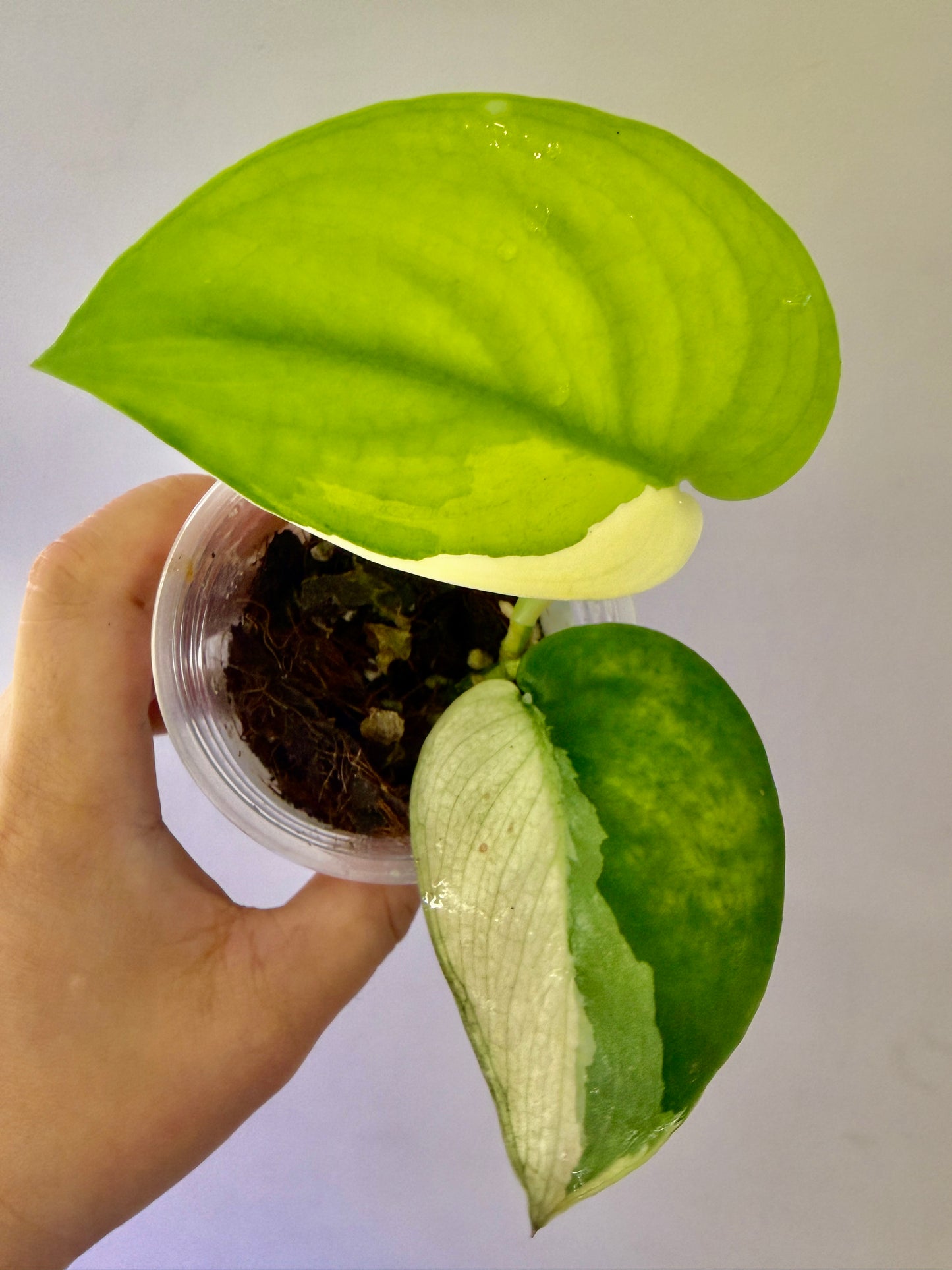 A57 - Scindapsus Jade Satin Albo (special form)