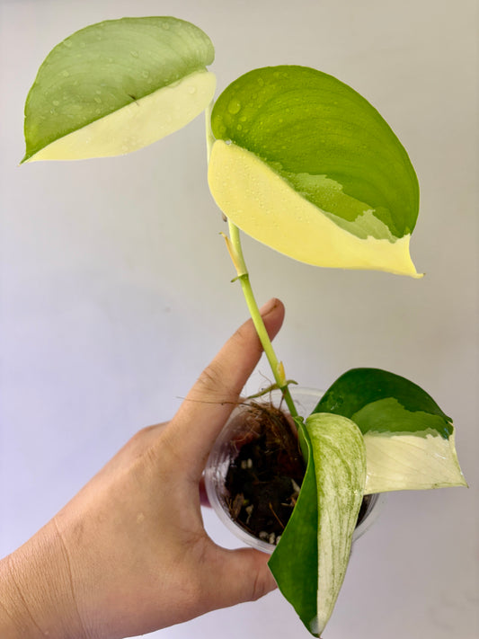 A58 - Scindapsus Jade Satin Albo (special form)