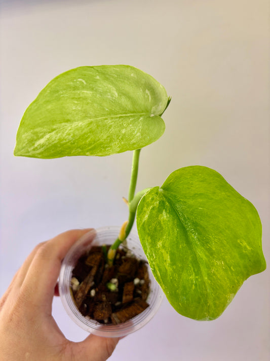 A58 - Scindapsus Spearmint