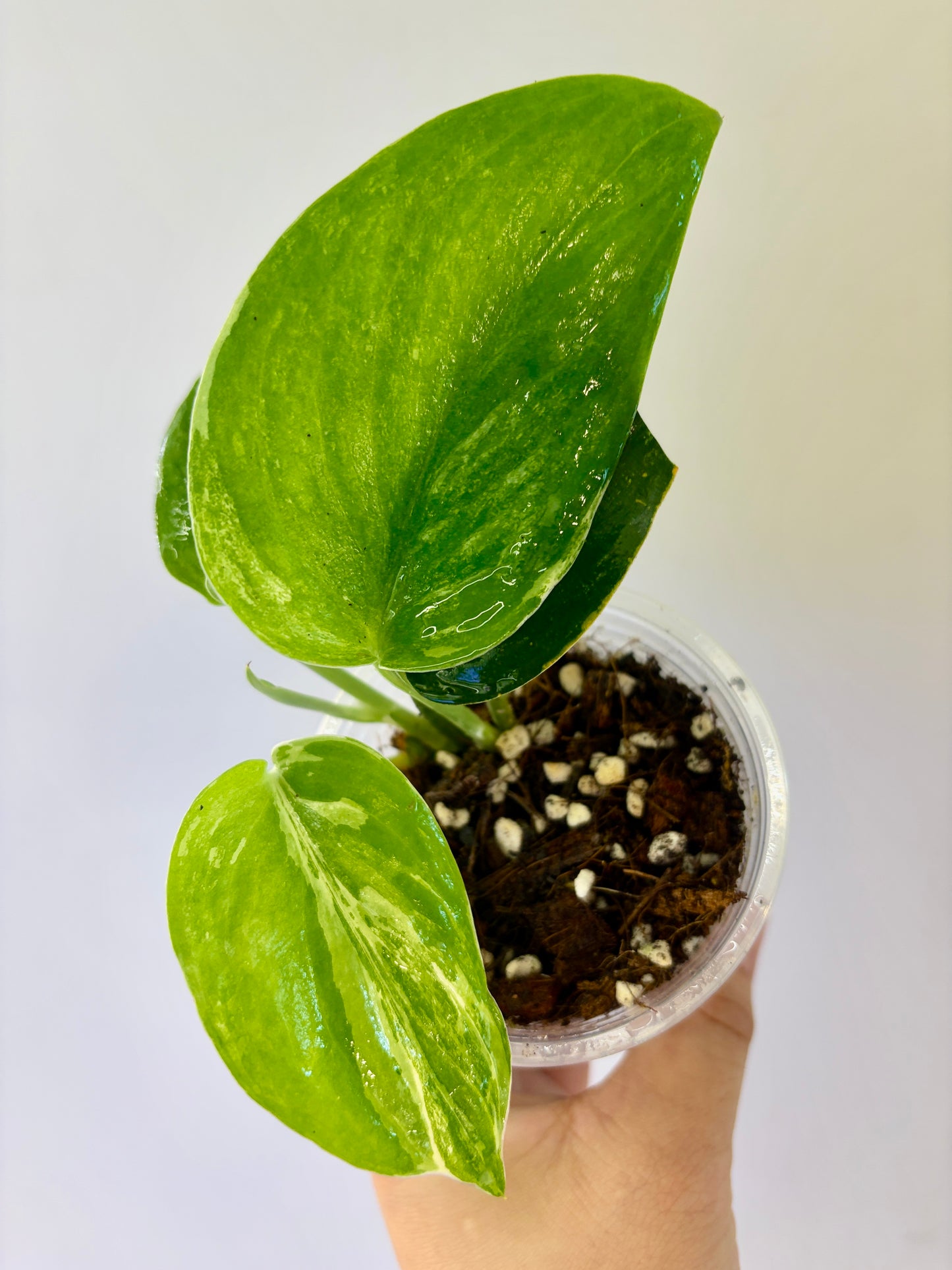 A60 - Scindapsus Spearmint