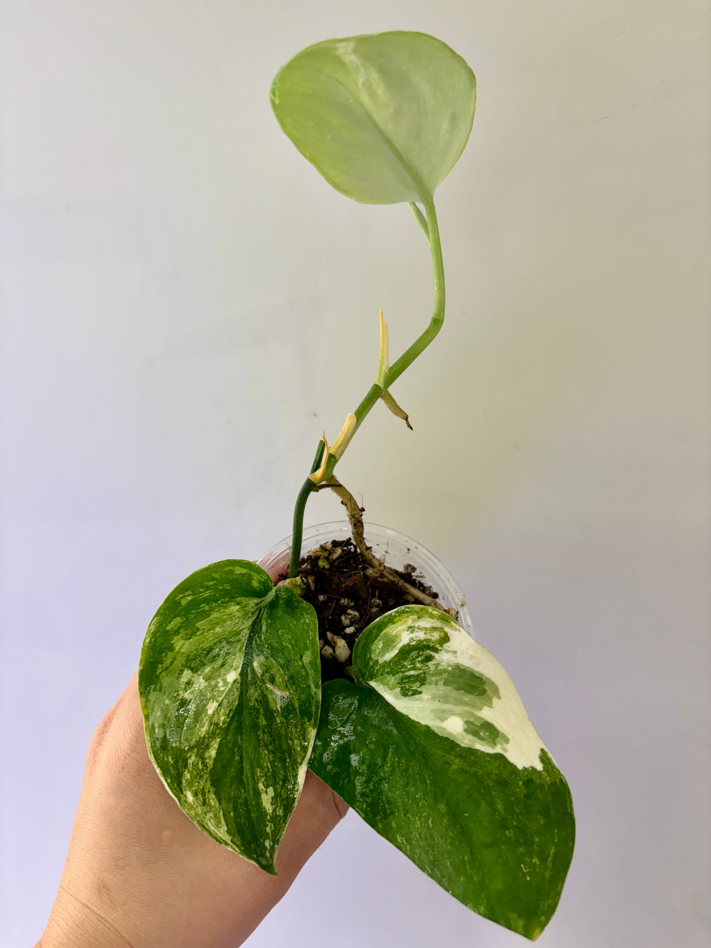 A61 - Scindapsus Spearmint